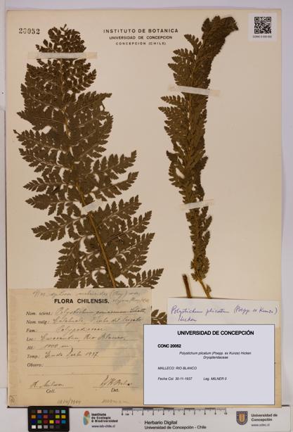 Polystichum plicatum [Espécimen: UDEC:CONC:0020052]