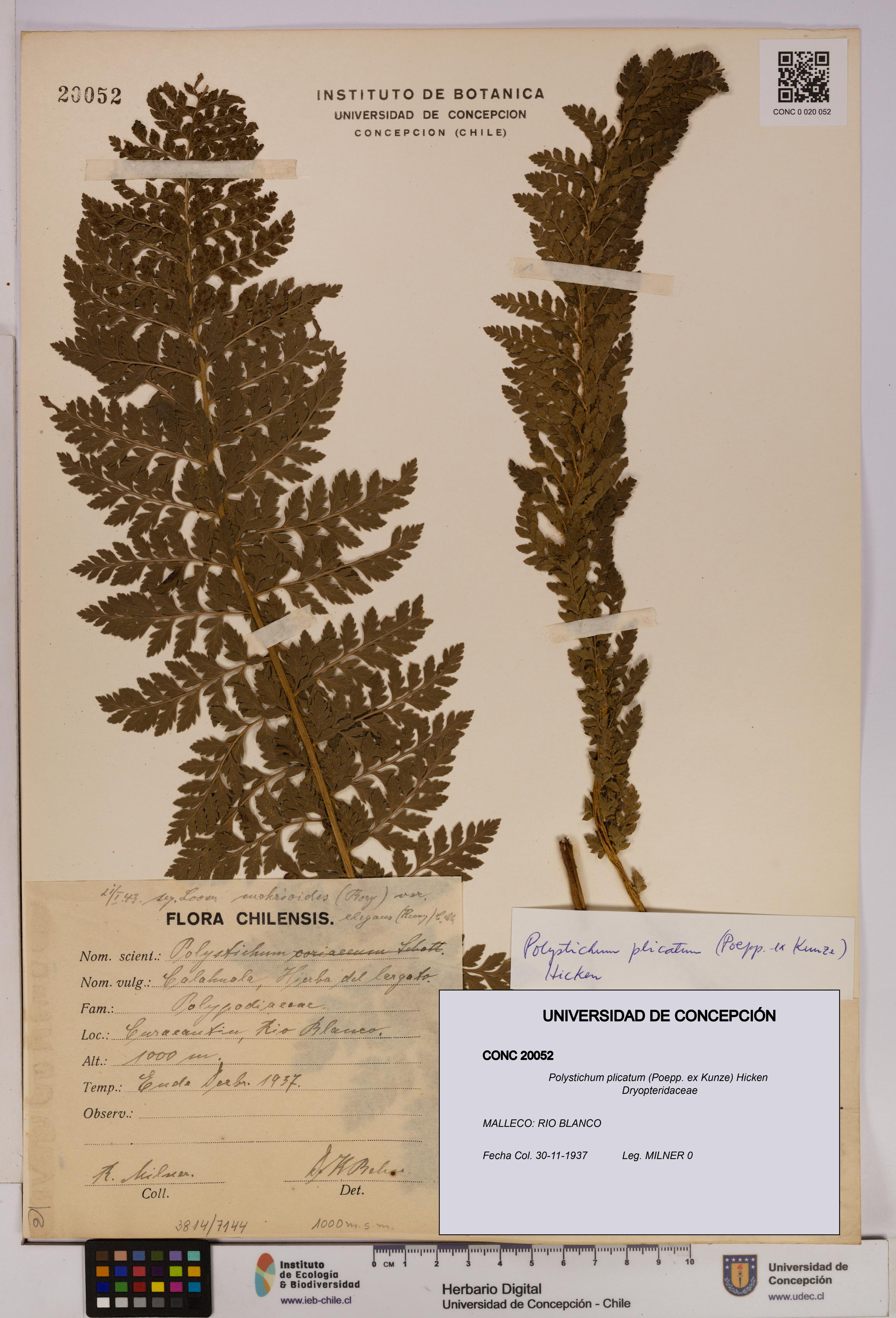 Polystichum plicatum [Espécimen: UDEC:CONC:0020052]