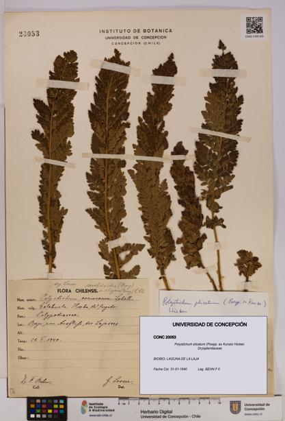 Polystichum plicatum [Espécimen: UDEC:CONC:0020053]