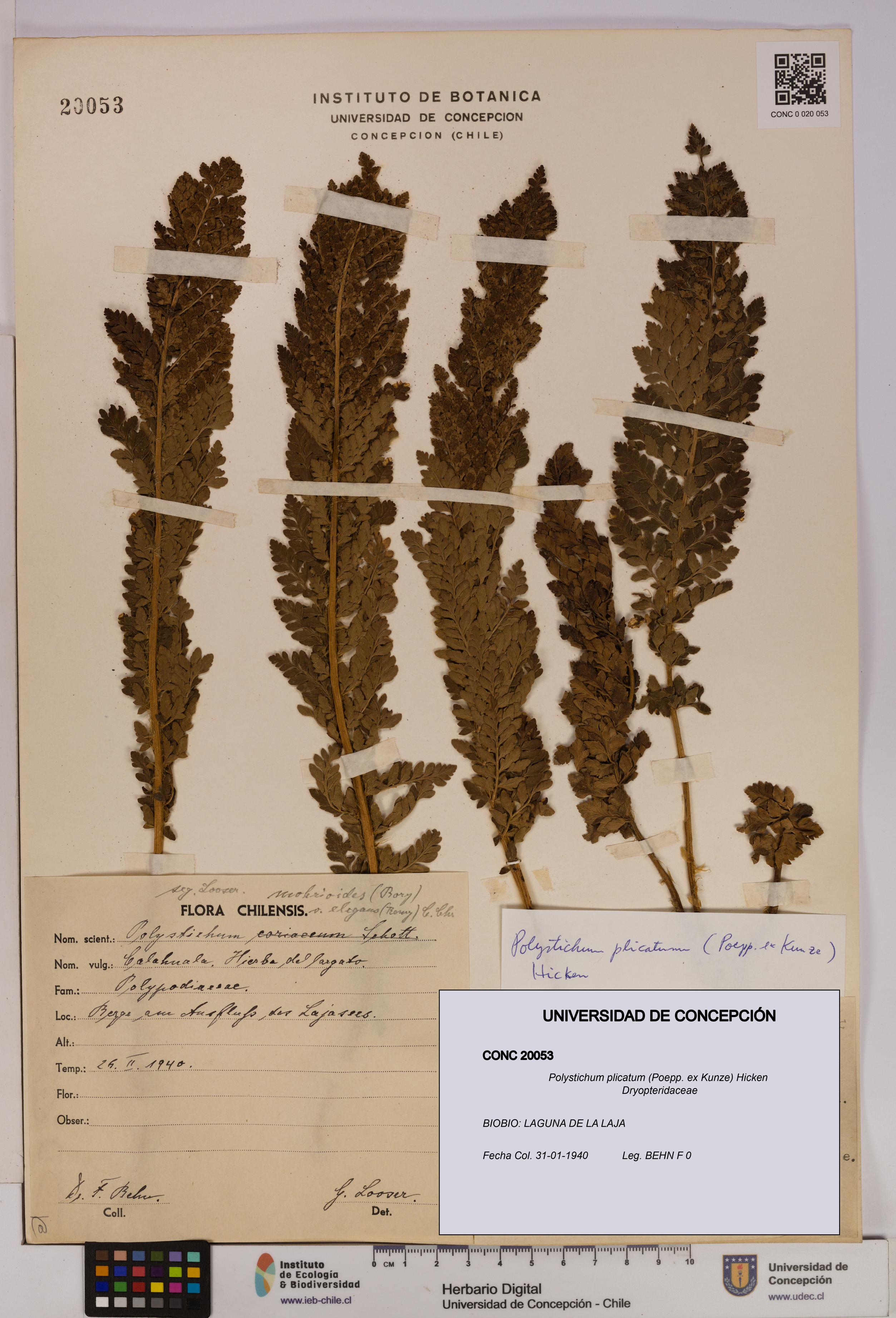 Polystichum plicatum [Espécimen: UDEC:CONC:0020053]