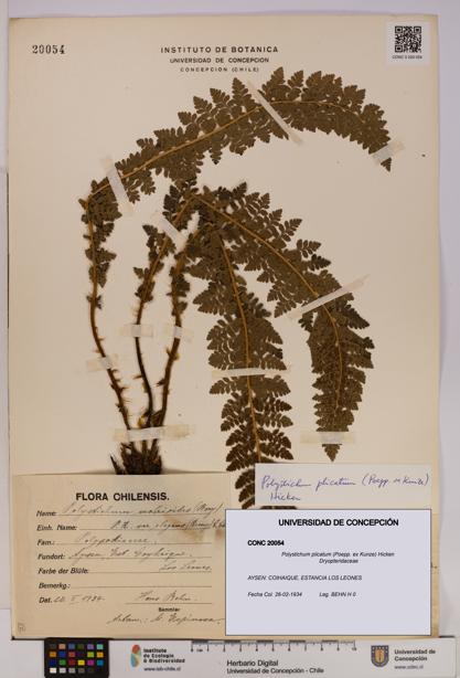 Polystichum plicatum [Espécimen: UDEC:CONC:0020054]