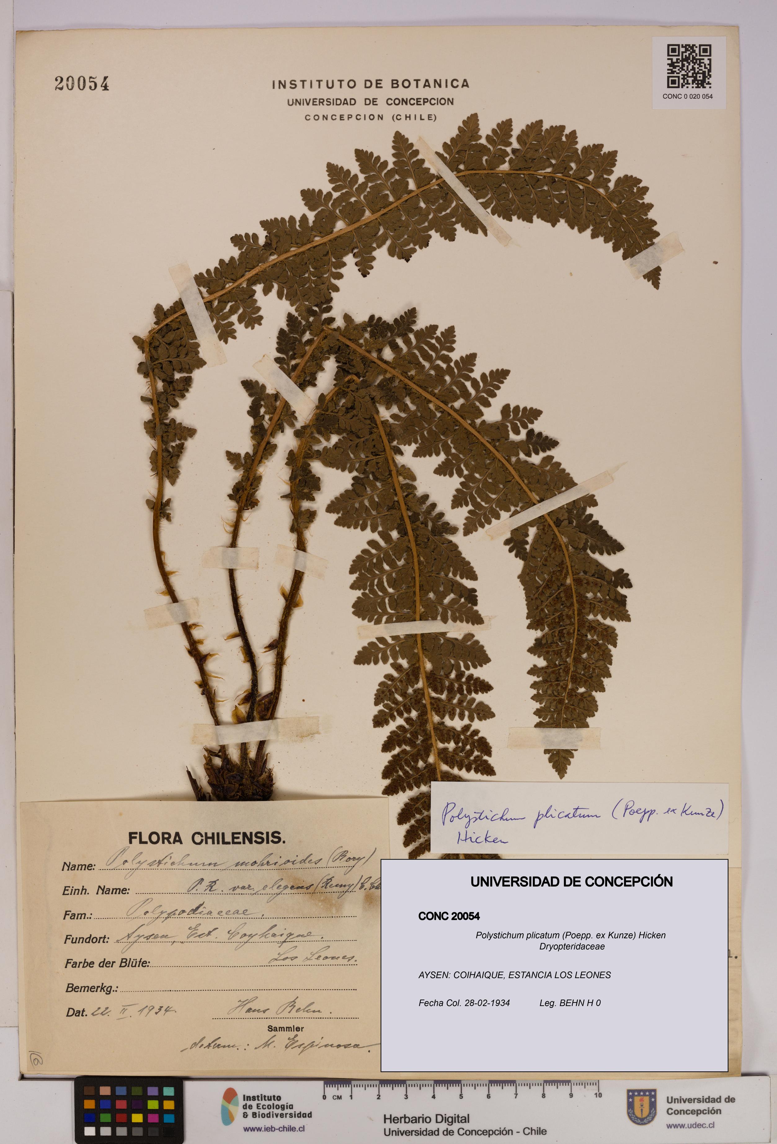 Polystichum plicatum [Espécimen: UDEC:CONC:0020054]