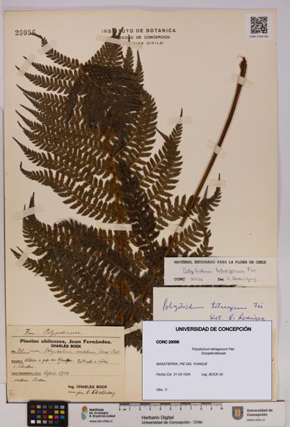 Polystichum tetragonum [Espécimen: UDEC:CONC:0020056]