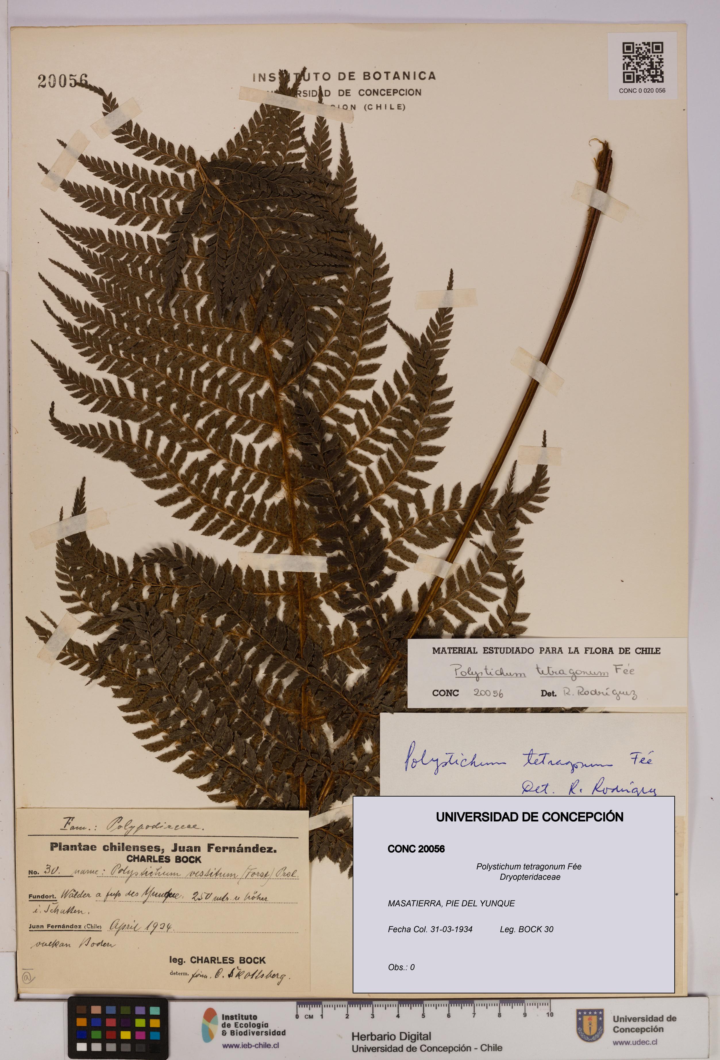 Polystichum tetragonum [Espécimen: UDEC:CONC:0020056]