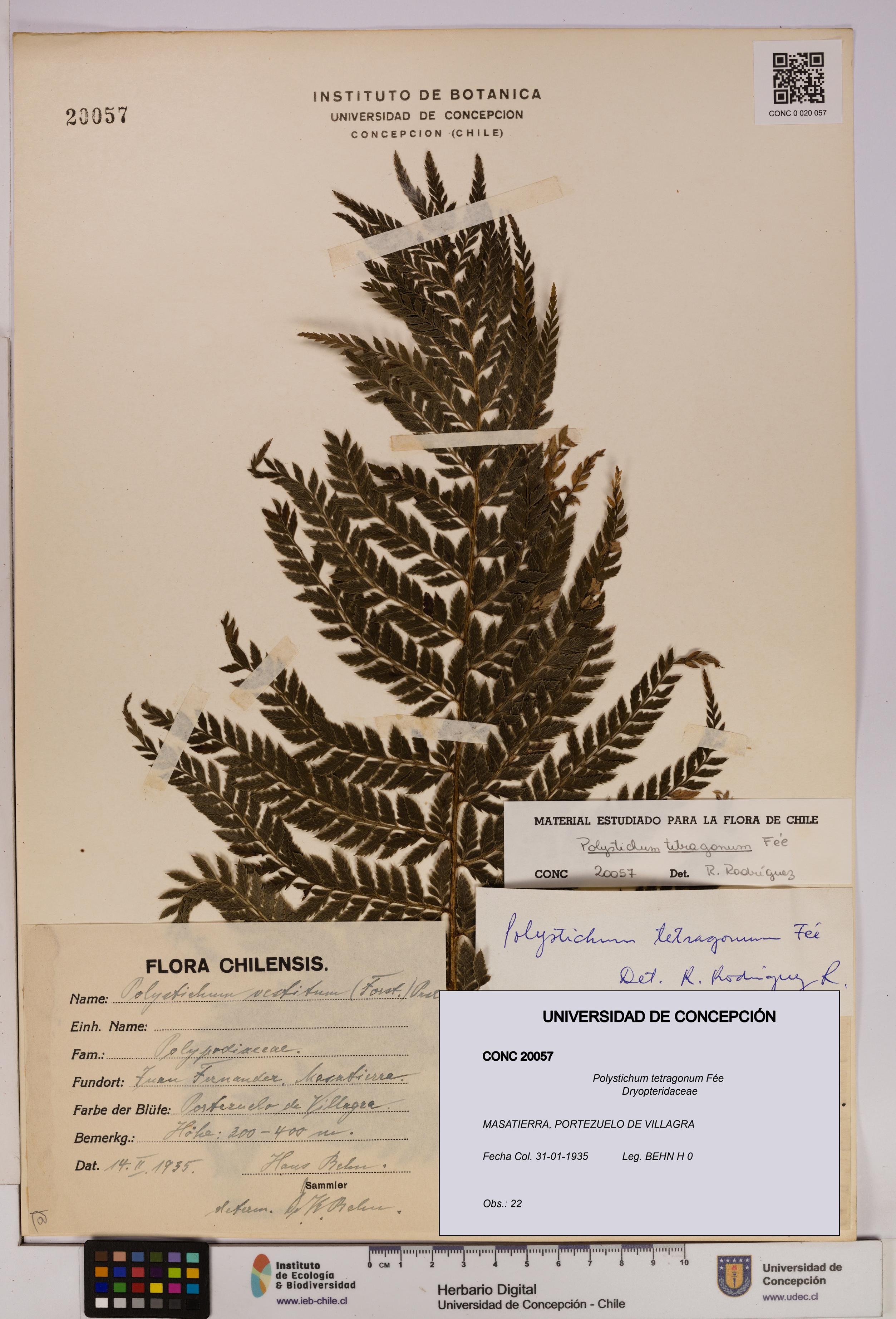 Polystichum tetragonum [Espécimen: UDEC:CONC:0020057]