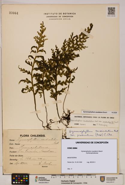 Hymenophyllum caudatum [Espécimen: UDEC:CONC:0020064]