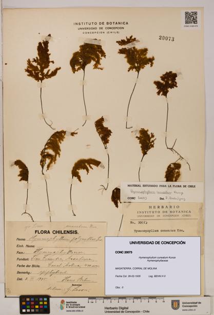 Hymenophyllum cuneatum [Espécimen: UDEC:CONC:0020073]