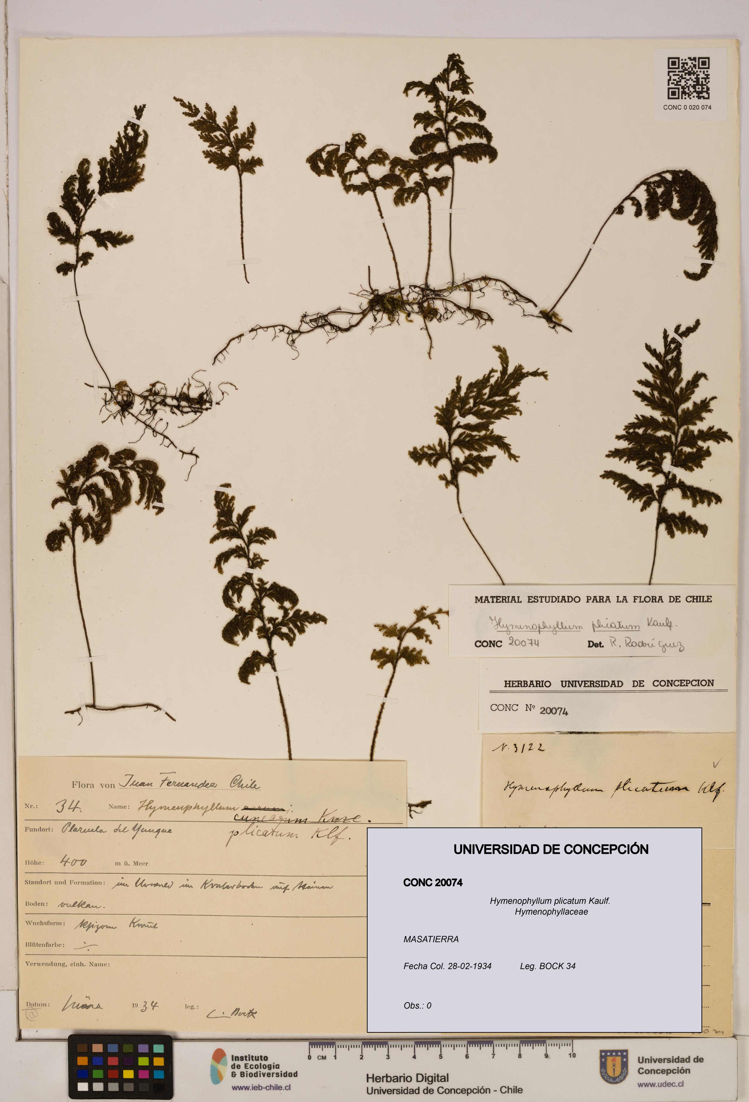 Hymenophyllum plicatum [Espécimen: ]