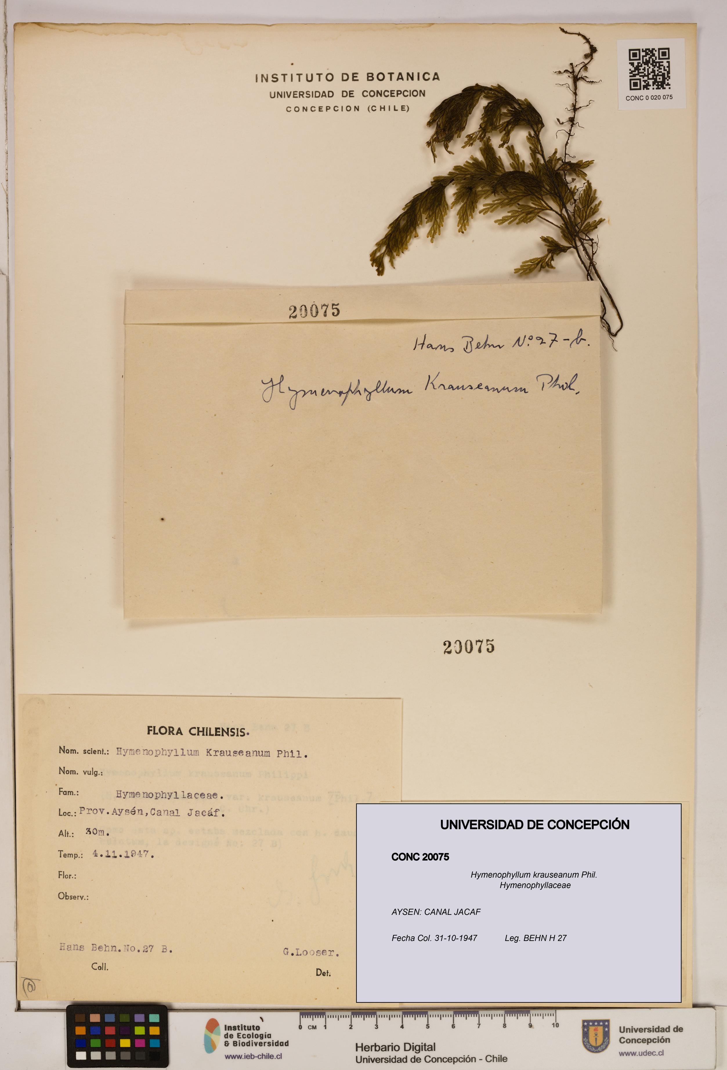 Hymenophyllum krauseanum [Espécimen: ]