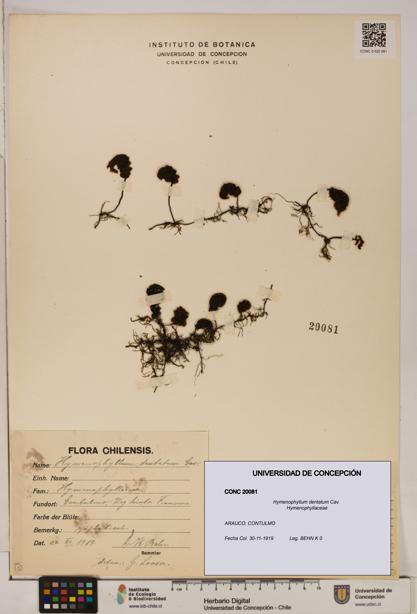 Hymenophyllum dentatum [Espécimen: UDEC:CONC:0020081]