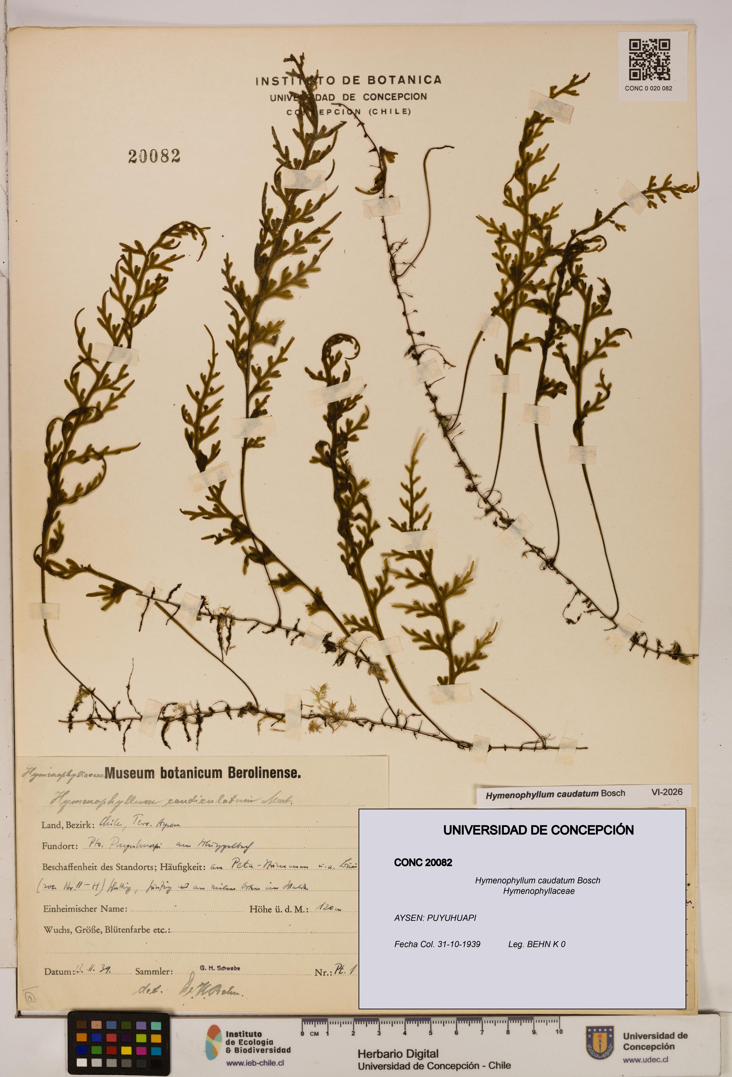 Hymenophyllum caudatum [Espécimen: UDEC:CONC:0020082]