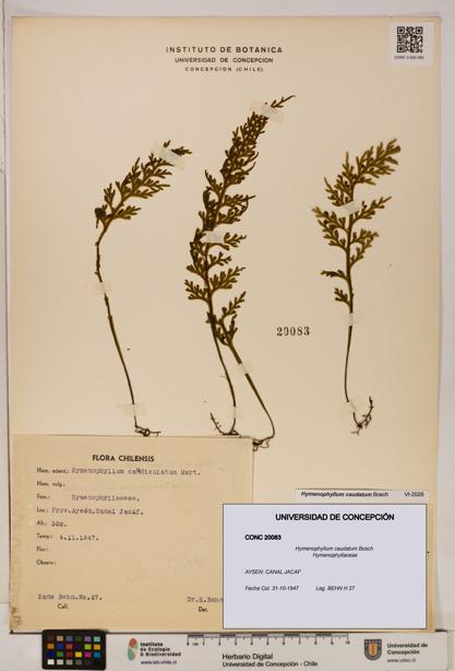Hymenophyllum caudatum [Espécimen: UDEC:CONC:0020083]