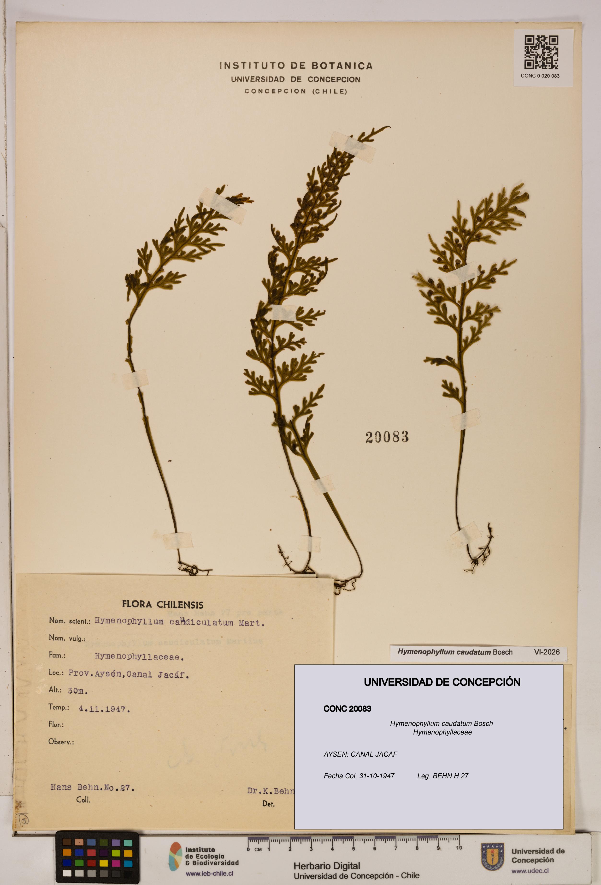 Hymenophyllum caudatum [Espécimen: UDEC:CONC:0020083]
