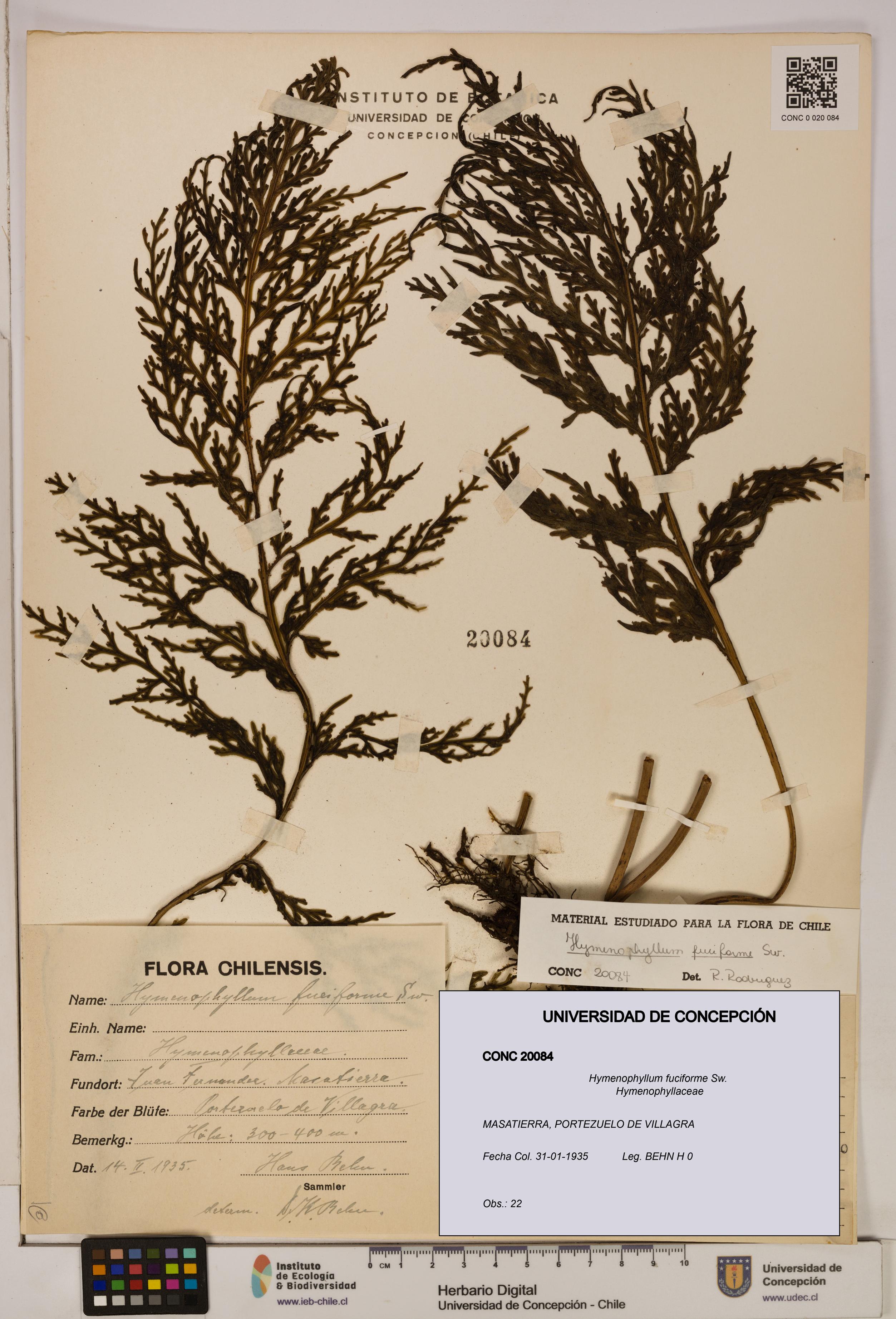 Hymenophyllum fuciforme [Espécimen: UDEC:CONC:0020084]