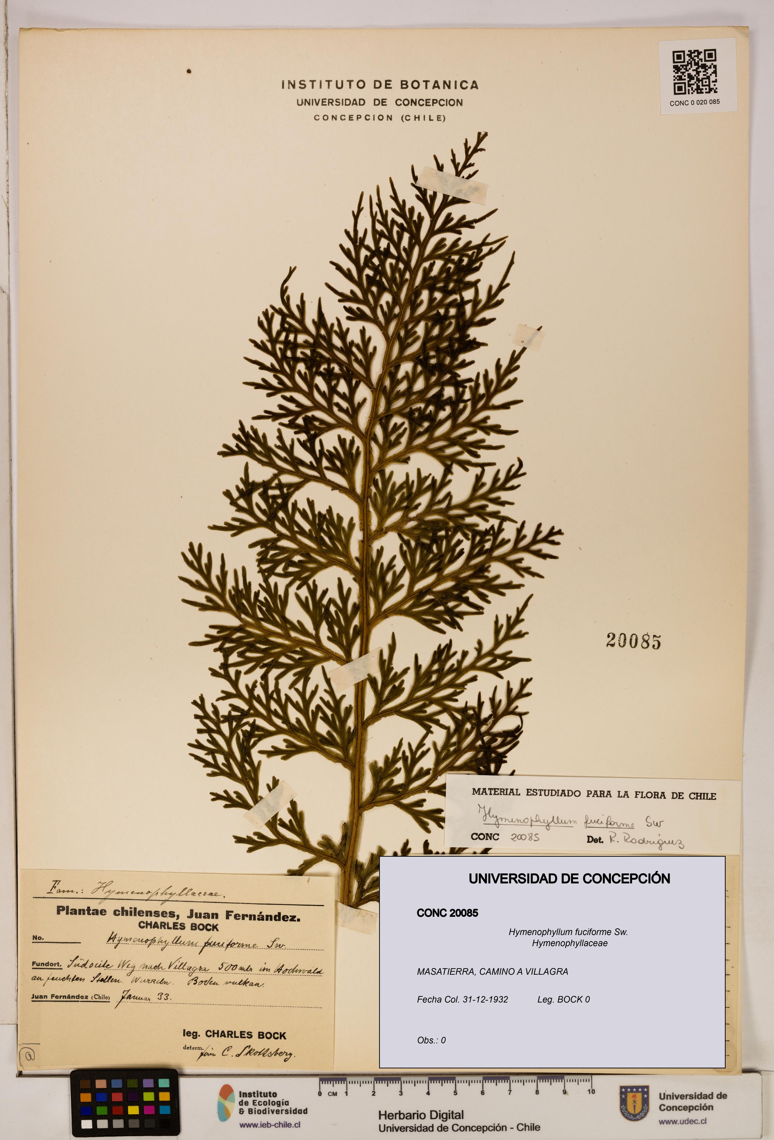 Hymenophyllum fuciforme [Espécimen: UDEC:CONC:0020085]