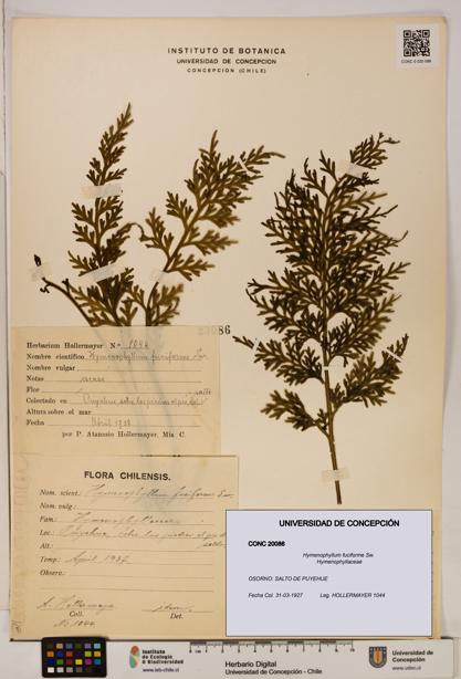 Hymenophyllum fuciforme [Espécimen: UDEC:CONC:0020086]