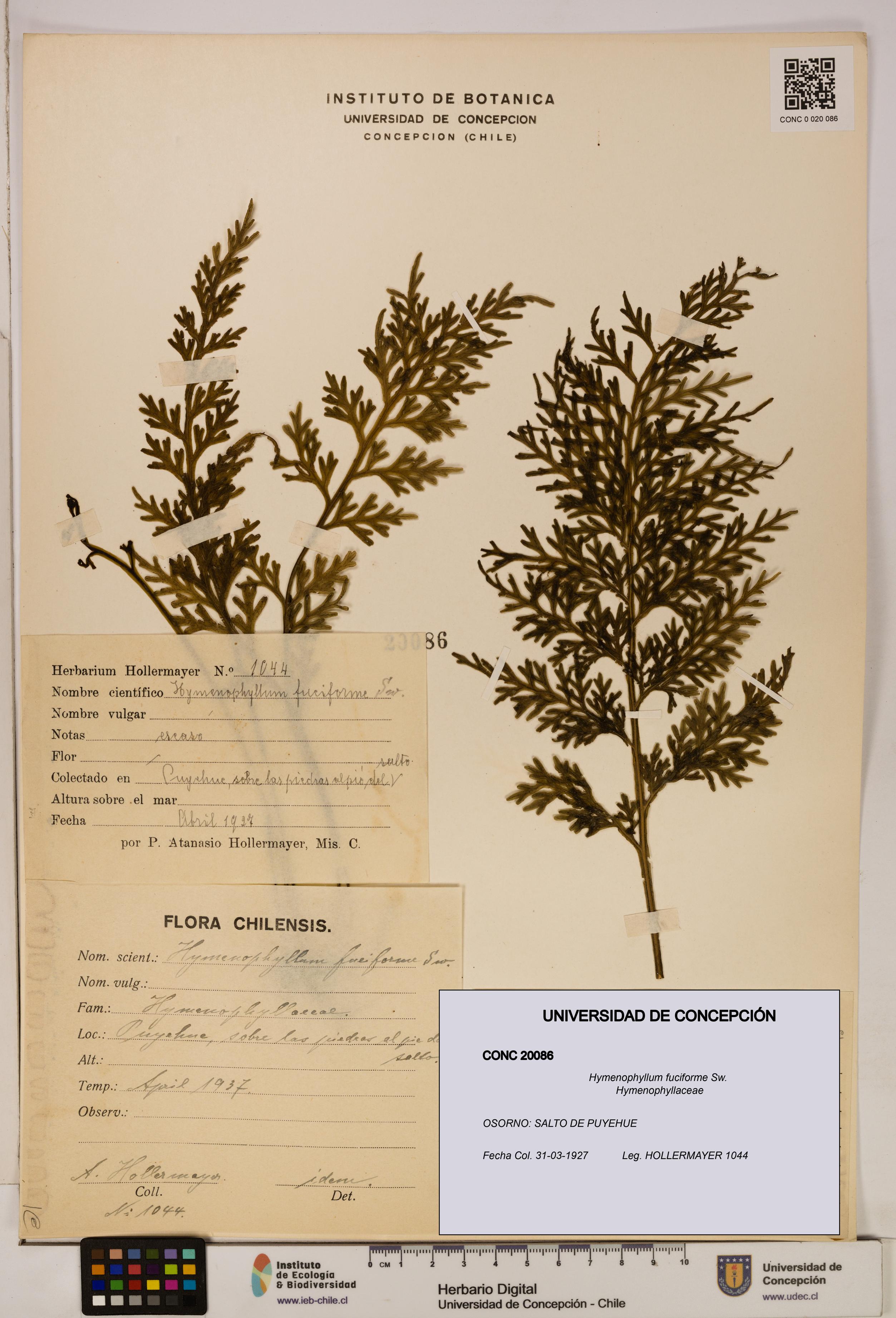 Hymenophyllum fuciforme [Espécimen: UDEC:CONC:0020086]