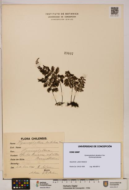 Hymenophyllum dentatum [Espécimen: UDEC:CONC:0020087]