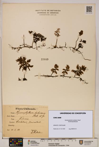 Hymenophyllum plicatum [Espécimen: ]