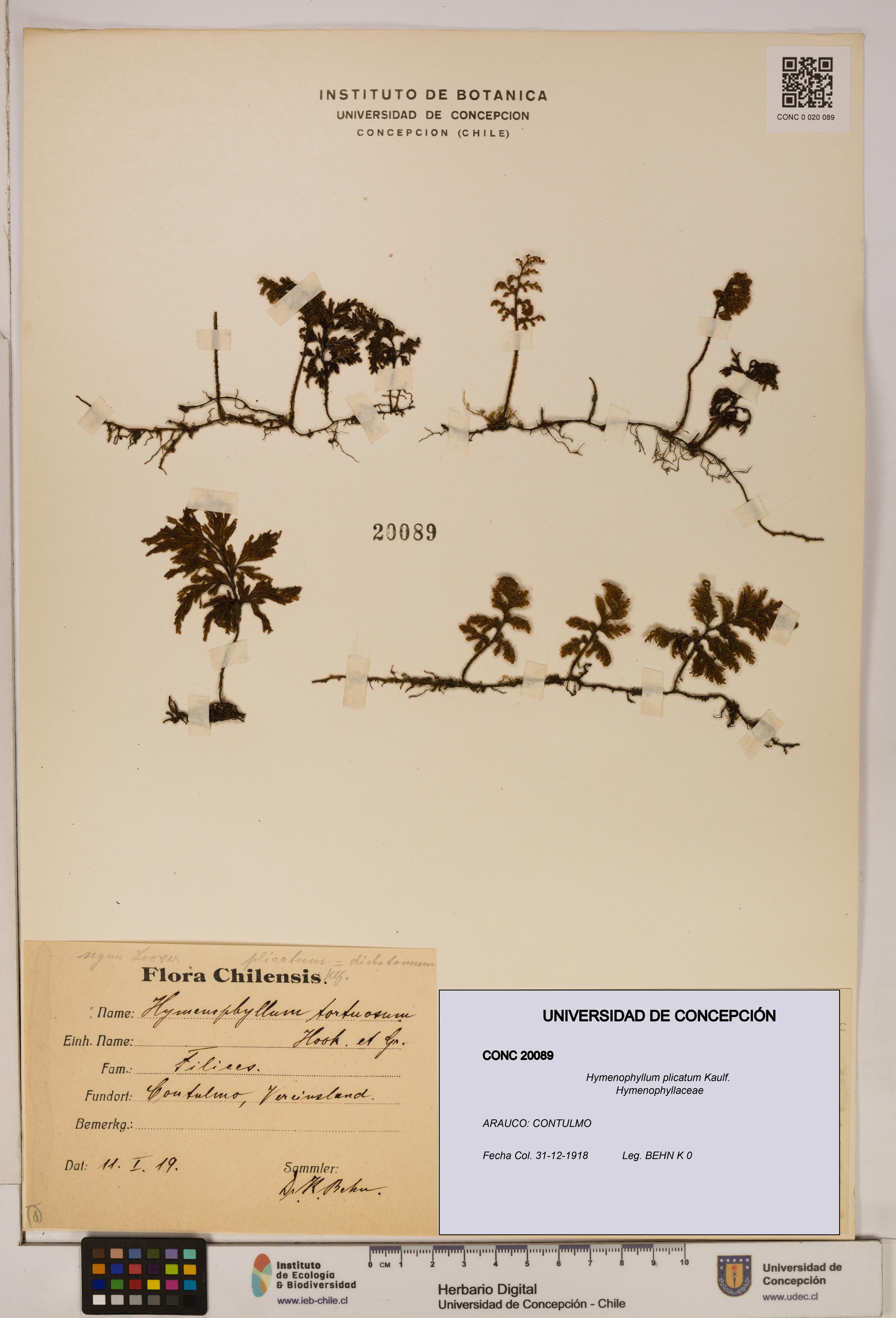 Hymenophyllum plicatum [Espécimen: ]