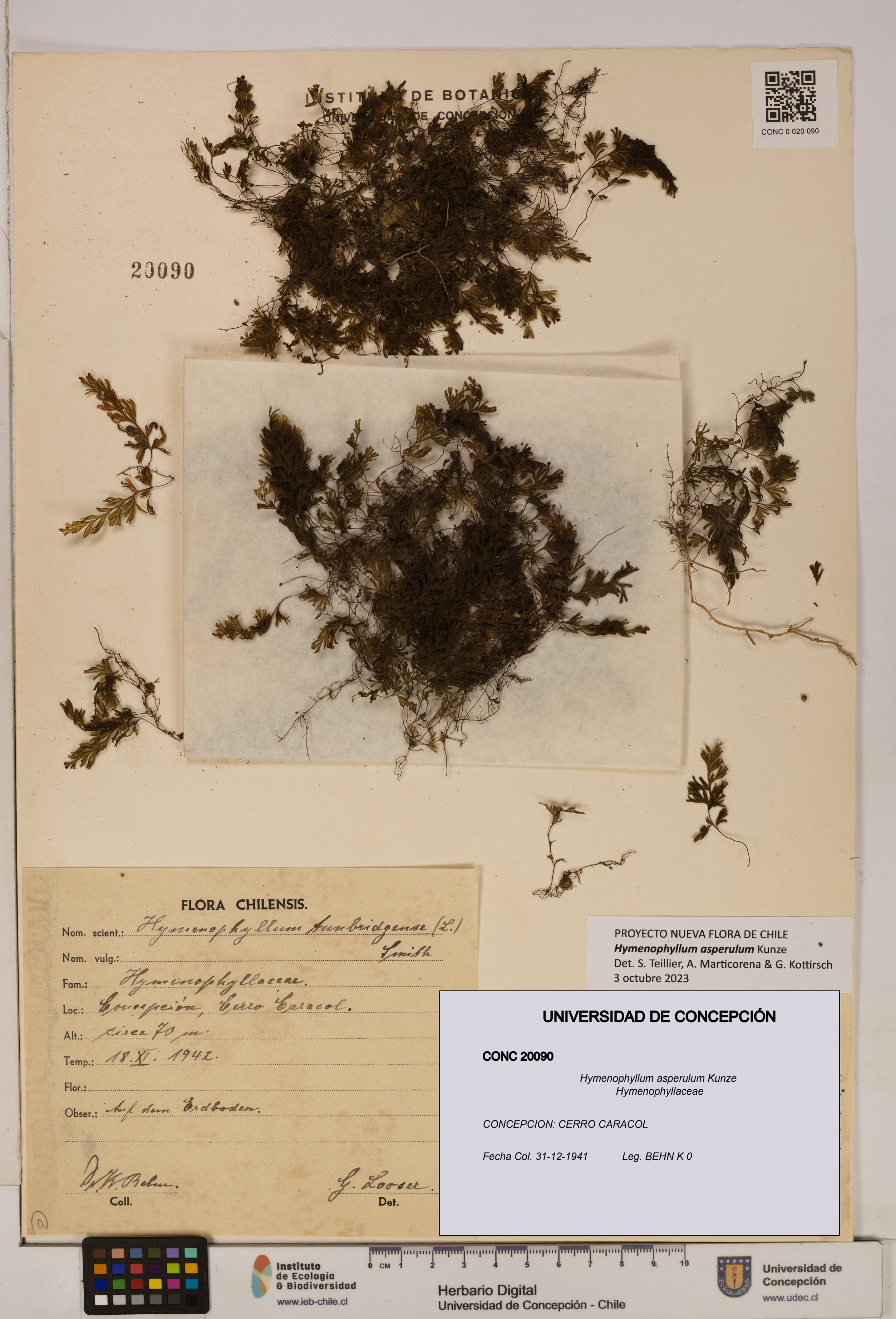 Hymenophyllum asperulum [Espécimen: UDEC:CONC:0020090]