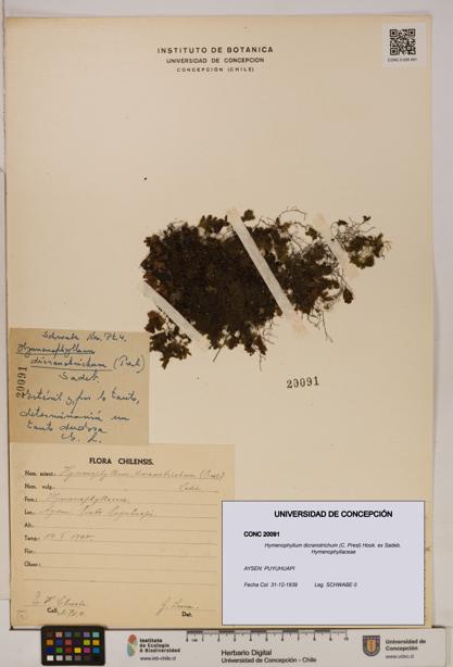 Hymenophyllum dicranotrichum [Espécimen: UDEC:CONC:0020091]