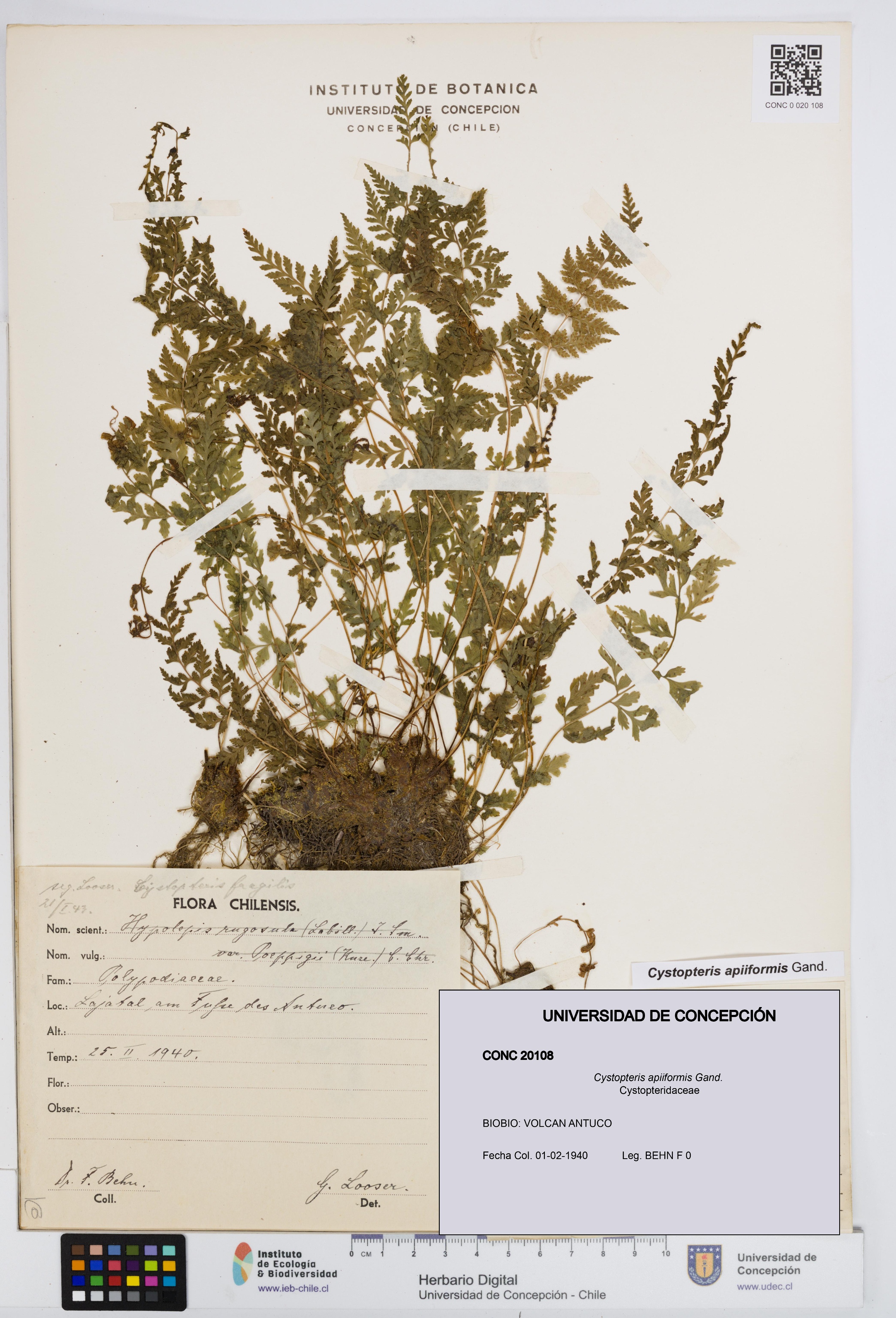Cystopteris apiiformis [Espécimen: UDEC:CONC:0020108]