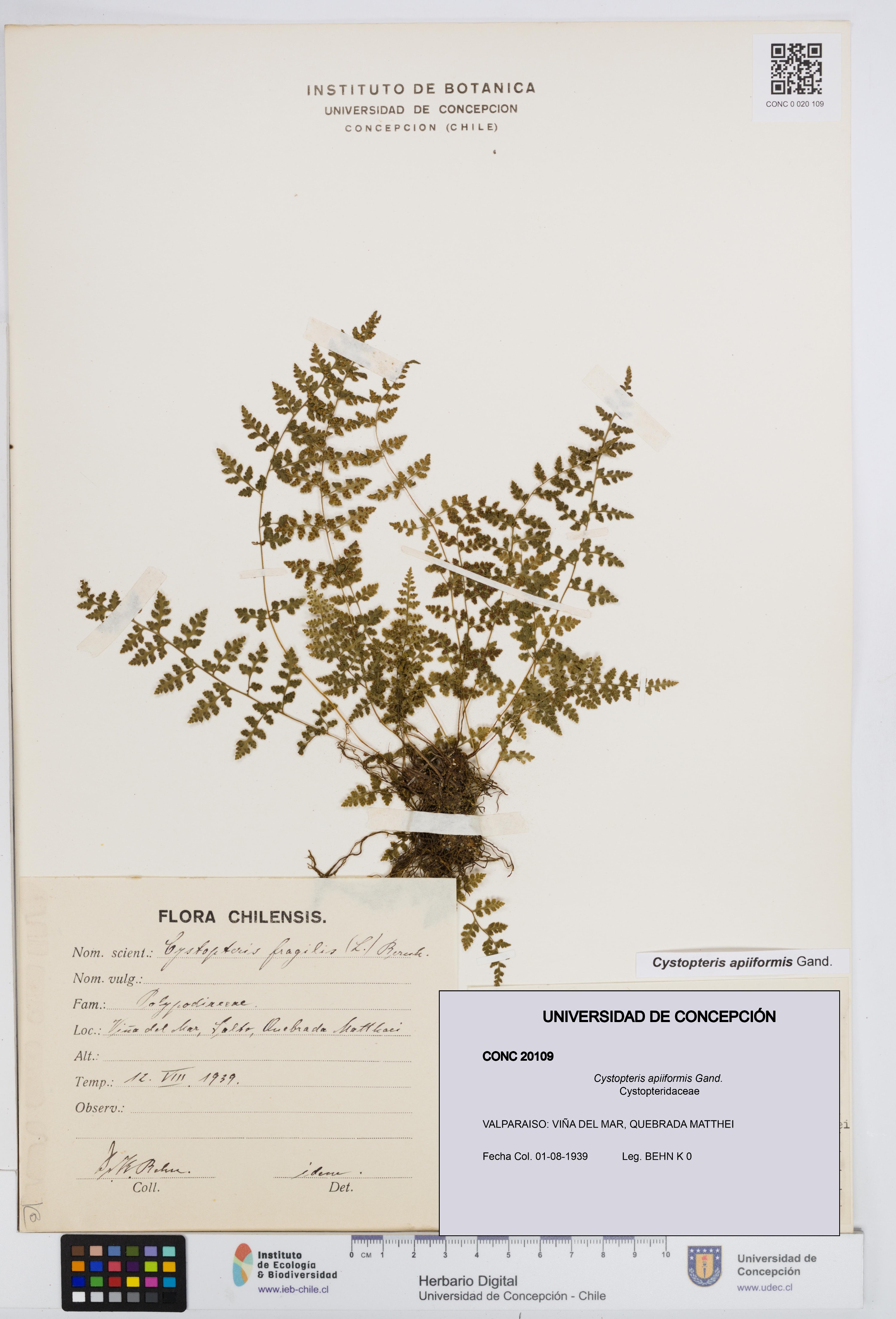 Cystopteris apiiformis [Espécimen: UDEC:CONC:0020109]