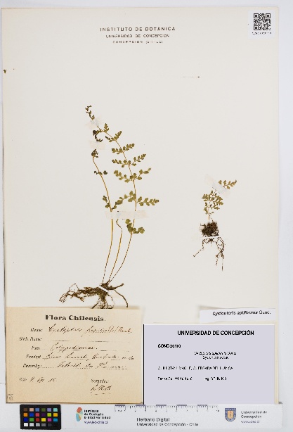 Cystopteris apiiformis [Espécimen: UDEC:CONC:0020110]