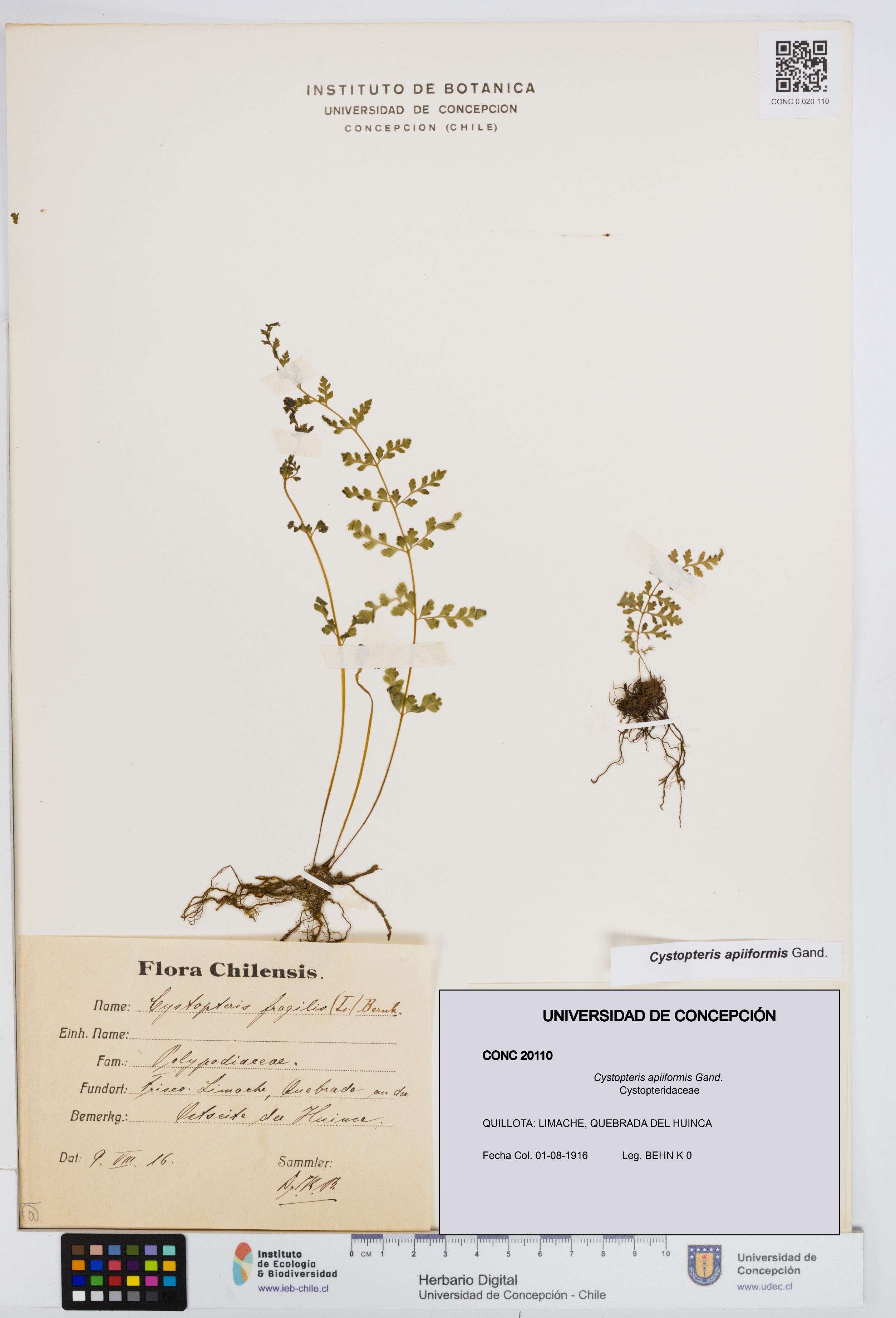 Cystopteris apiiformis [Espécimen: UDEC:CONC:0020110]