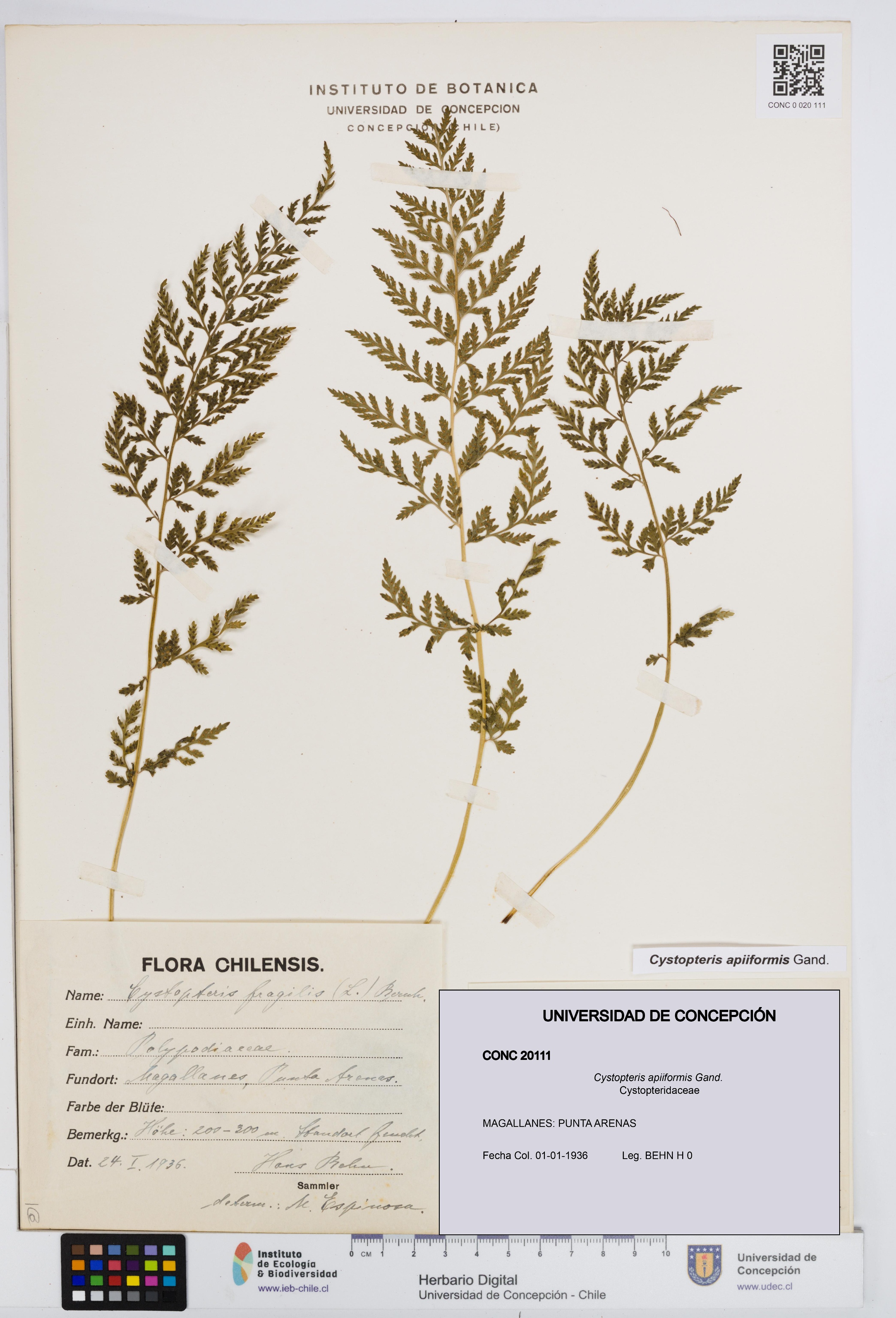 Cystopteris apiiformis [Espécimen: UDEC:CONC:0020111]