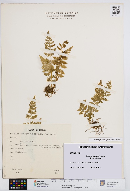 Cystopteris apiiformis [Espécimen: UDEC:CONC:0020112]