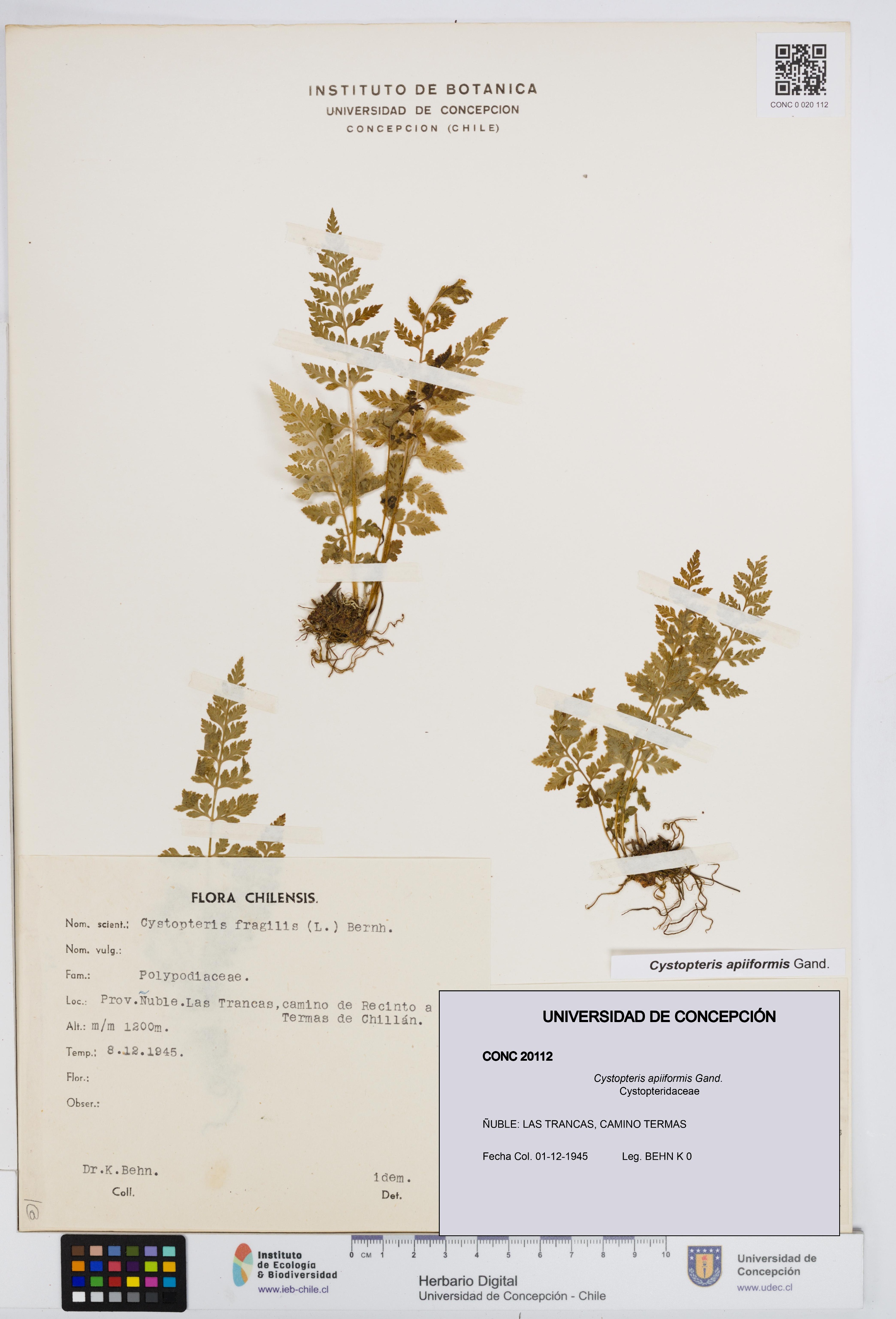 Cystopteris apiiformis [Espécimen: UDEC:CONC:0020112]