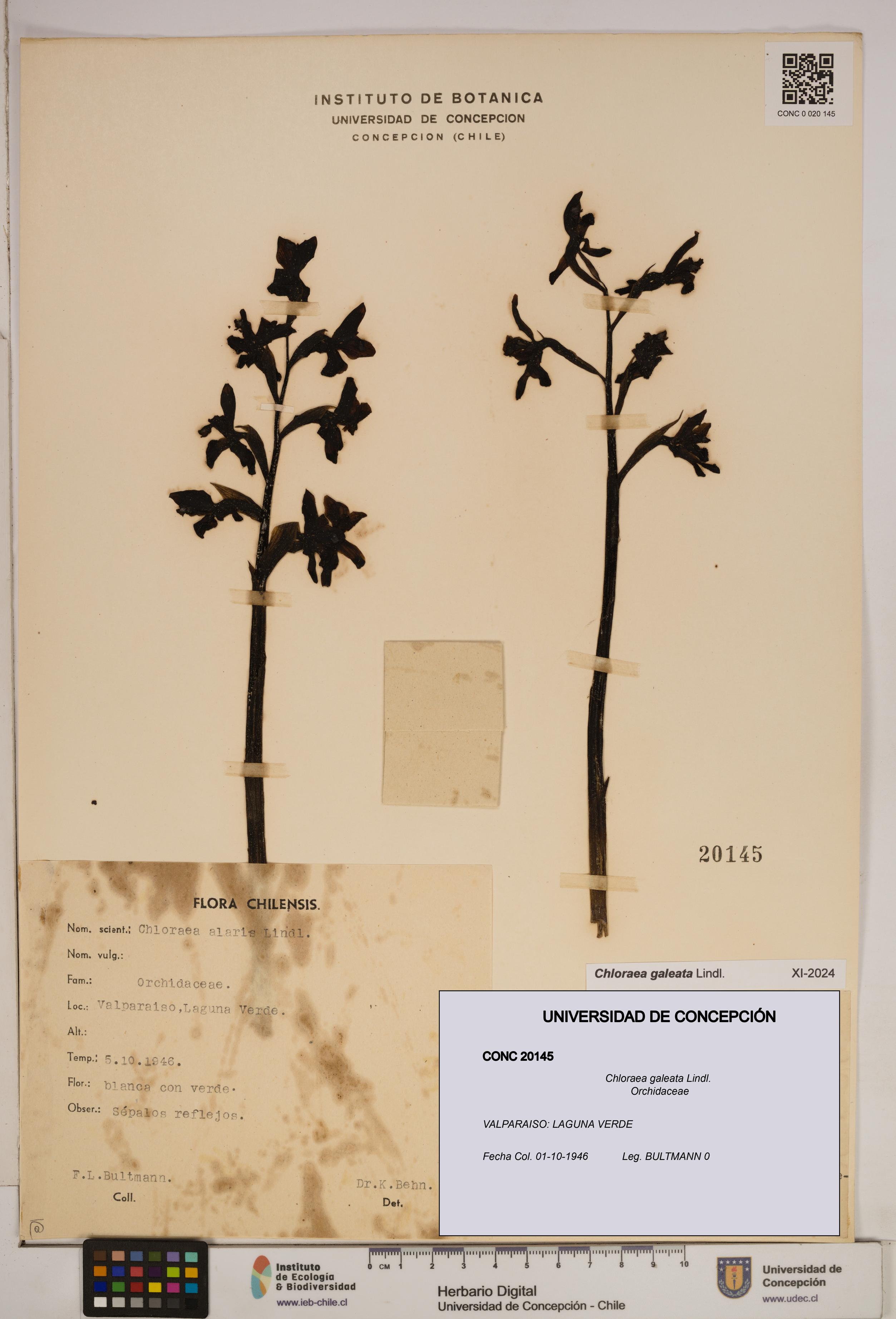 Chloraea galeata [Espécimen: ]
