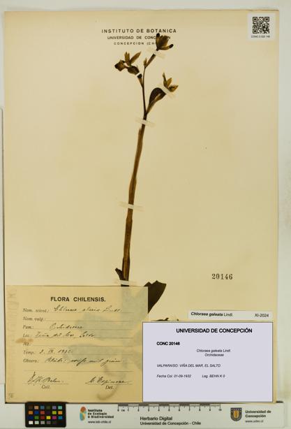 Chloraea galeata [Espécimen: ]