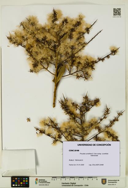Proustia cuneifolia subsp. cuneifolia [Espécimen: UDEC:CONC:0020166]