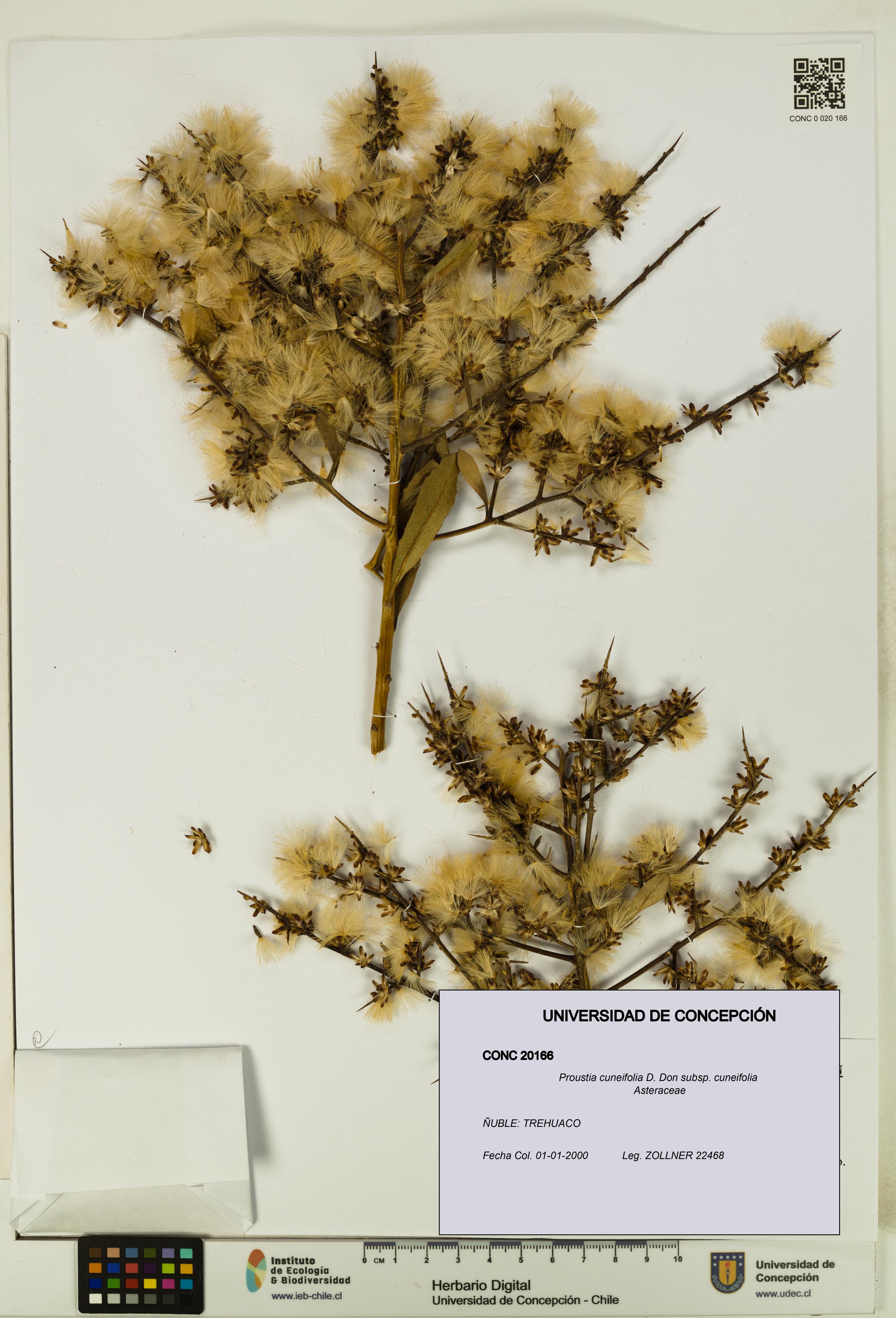 Proustia cuneifolia subsp. cuneifolia [Espécimen: UDEC:CONC:0020166]
