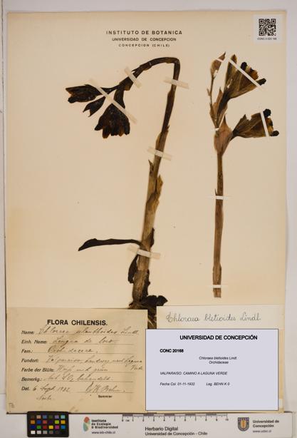 Chloraea bletioides [Espécimen: ]