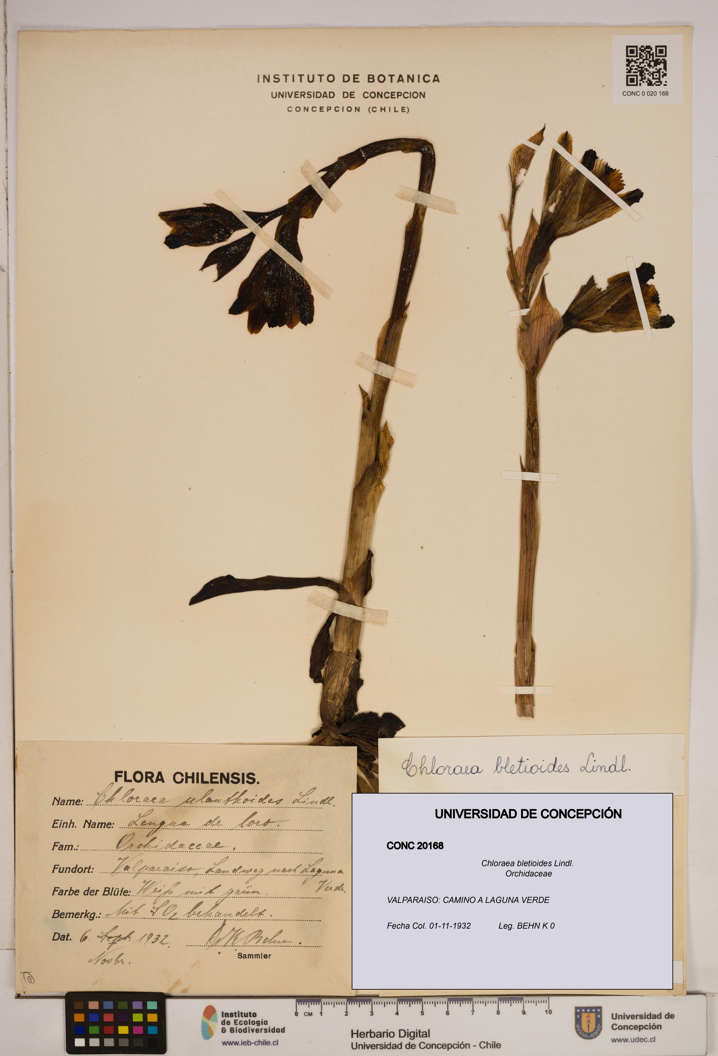 Chloraea bletioides [Espécimen: ]