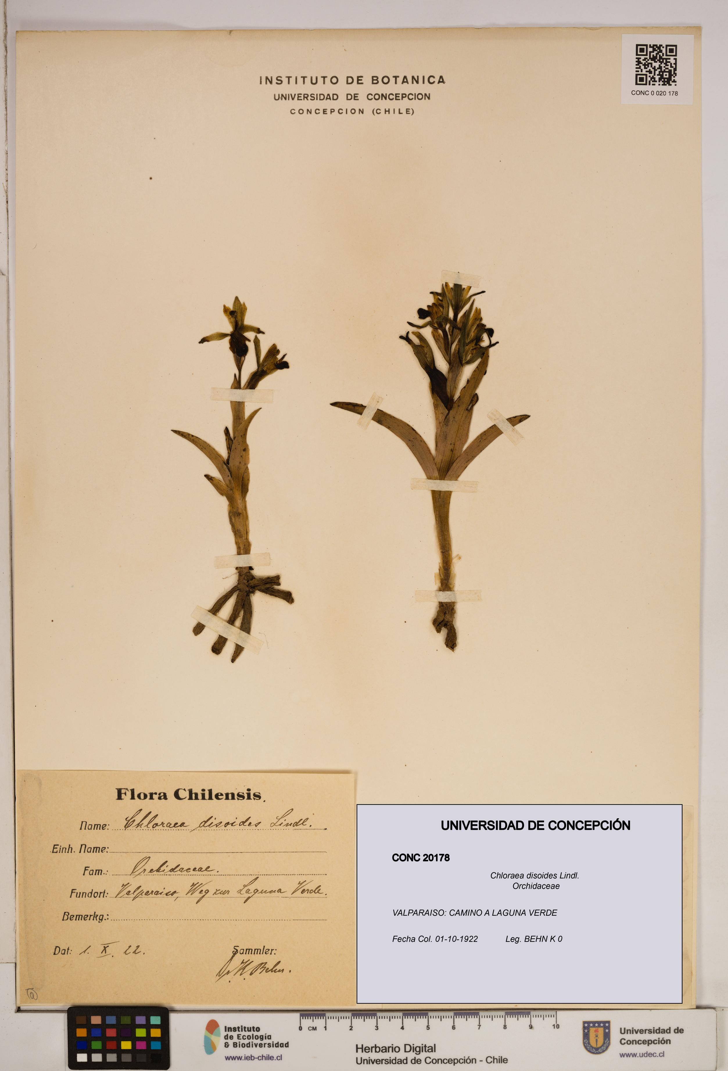 Chloraea disoides [Espécimen: ]