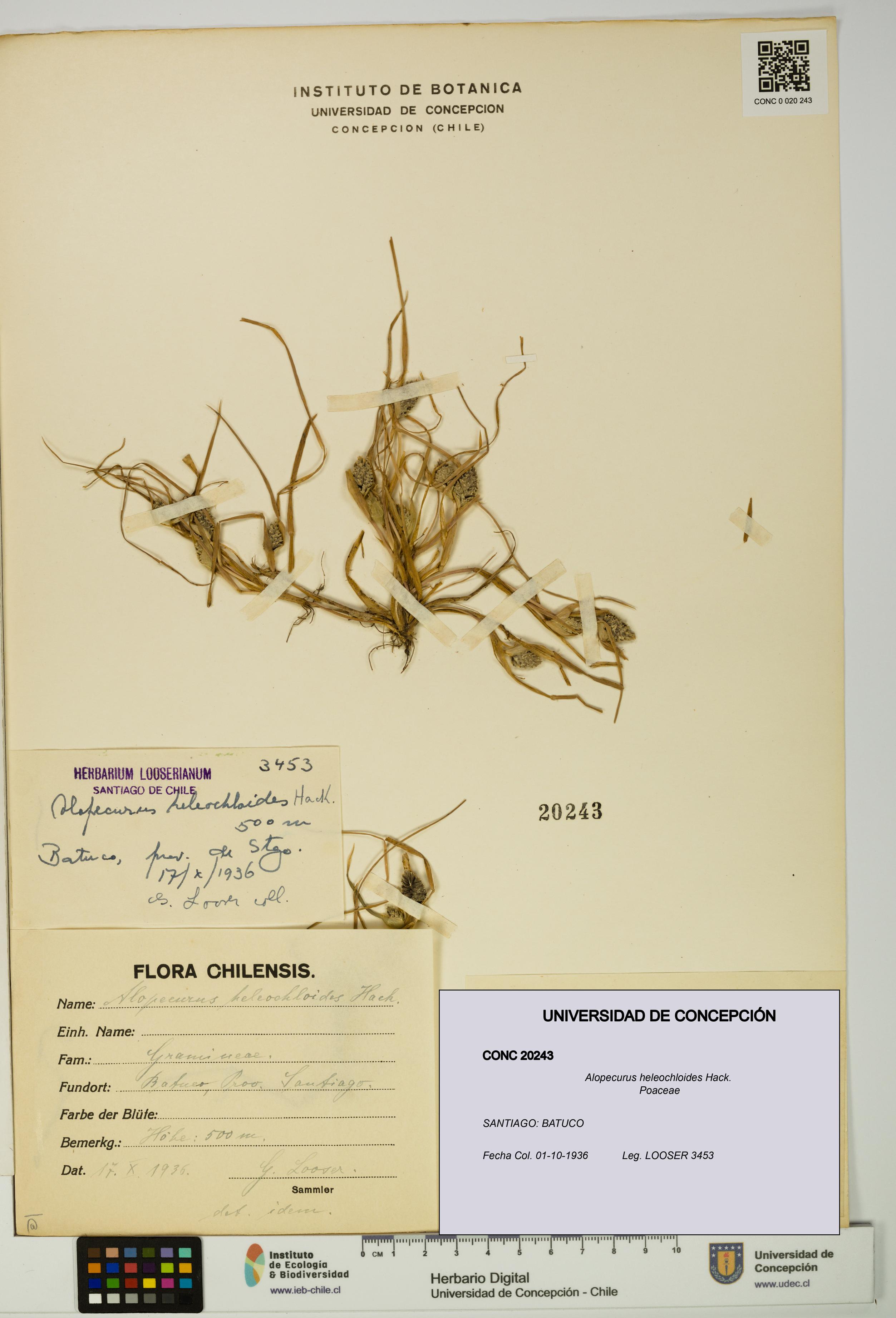 Alopecurus heleochloides [Espécimen: UDEC:CONC:0020243]