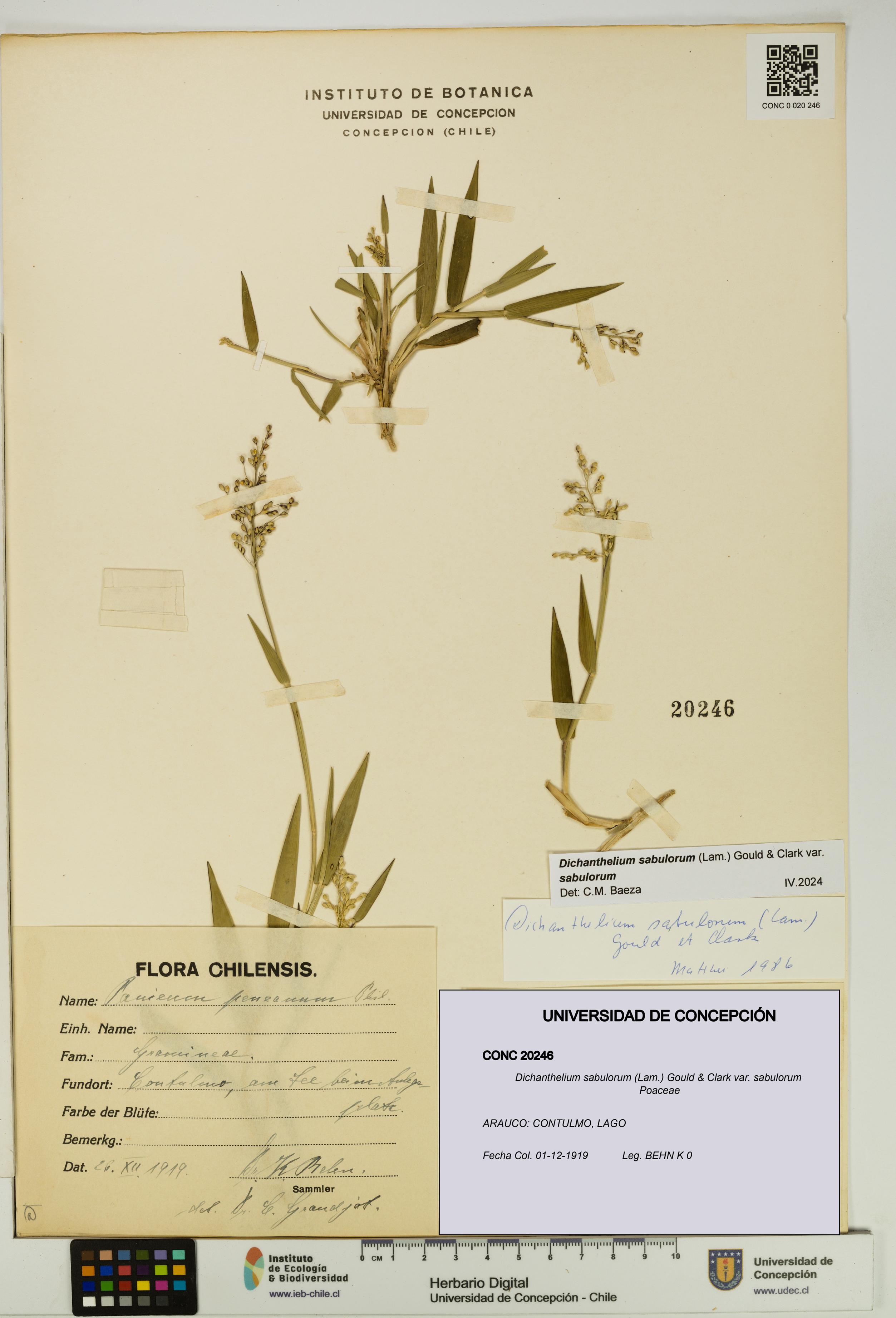 Dichanthelium sabulorum var. sabulorum [Espécimen: UDEC:CONC:0020246]