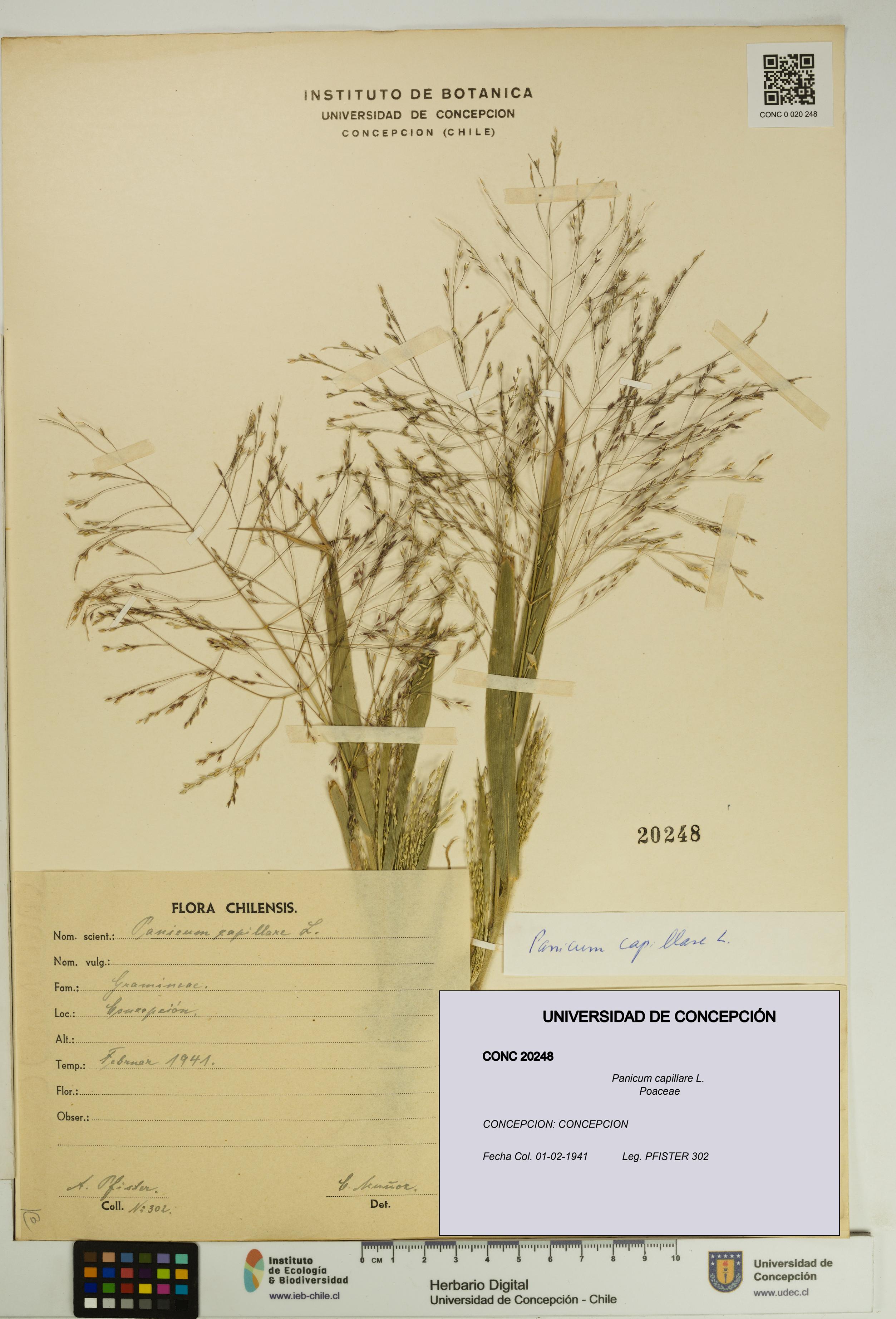 Panicum capillare [Espécimen: UDEC:CONC:0020248]