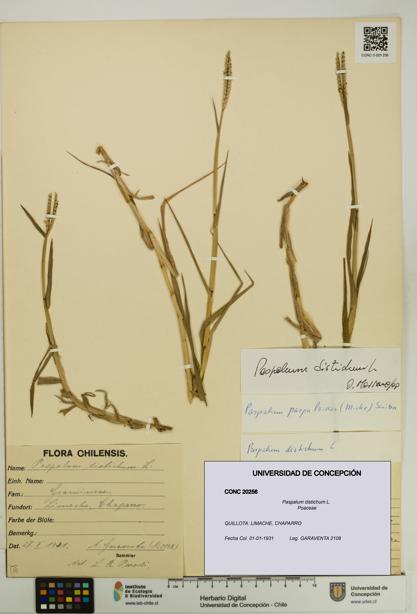 Paspalum distichum [Espécimen: UDEC:CONC:0020256]