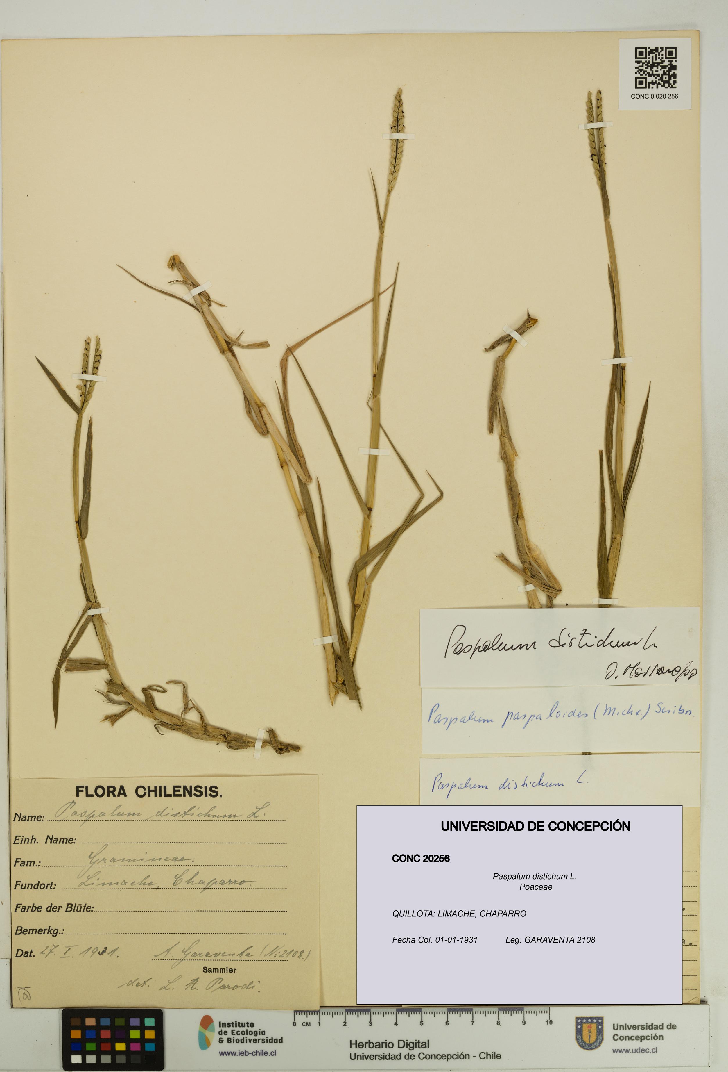 Paspalum distichum [Espécimen: UDEC:CONC:0020256]