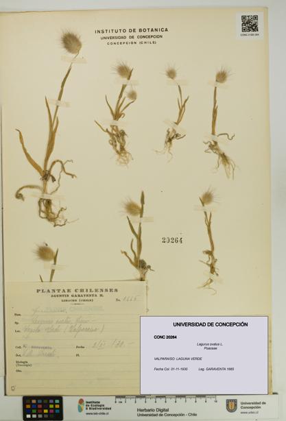 Lagurus ovatus [Espécimen: UDEC:CONC:0020264]