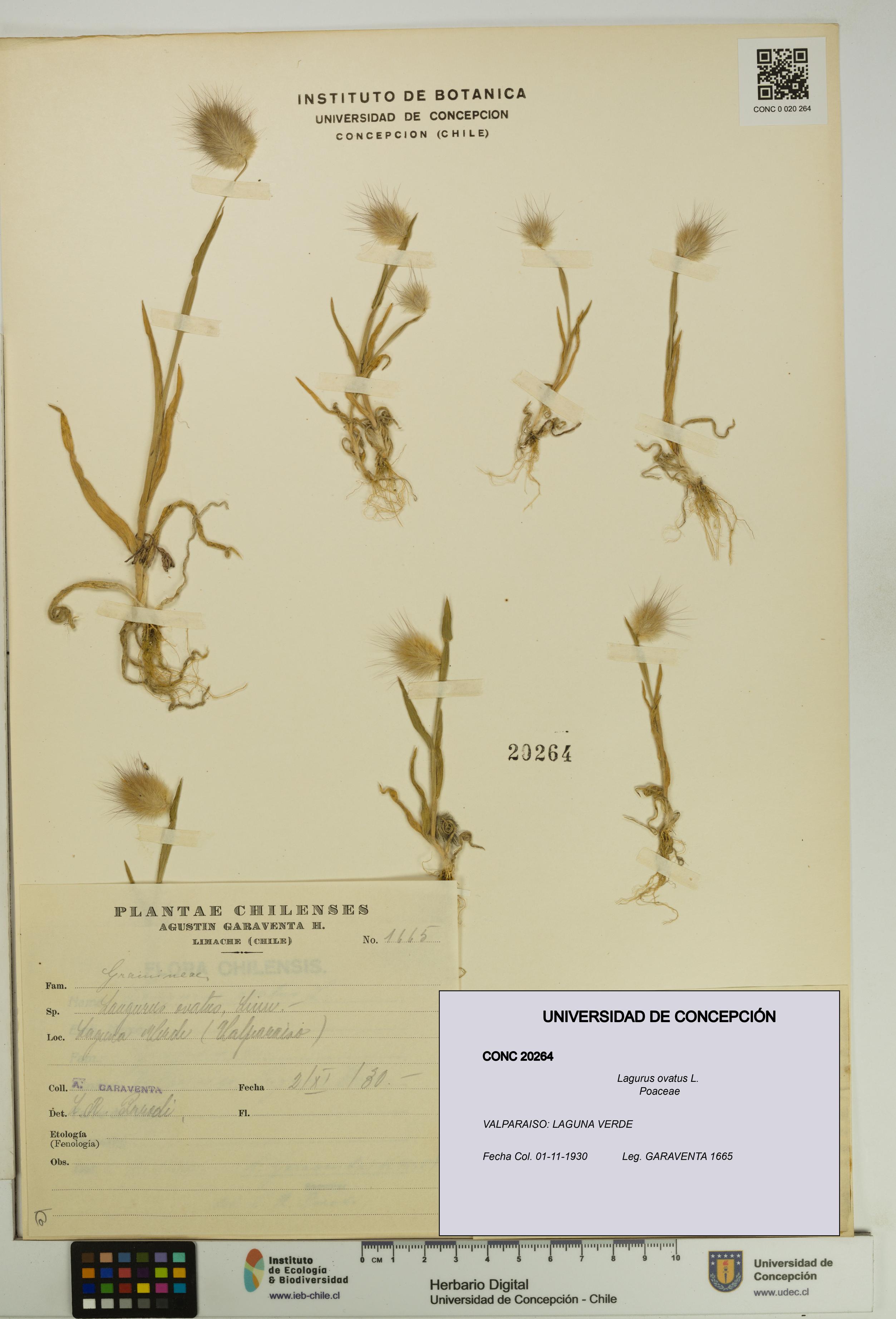 Lagurus ovatus [Espécimen: UDEC:CONC:0020264]