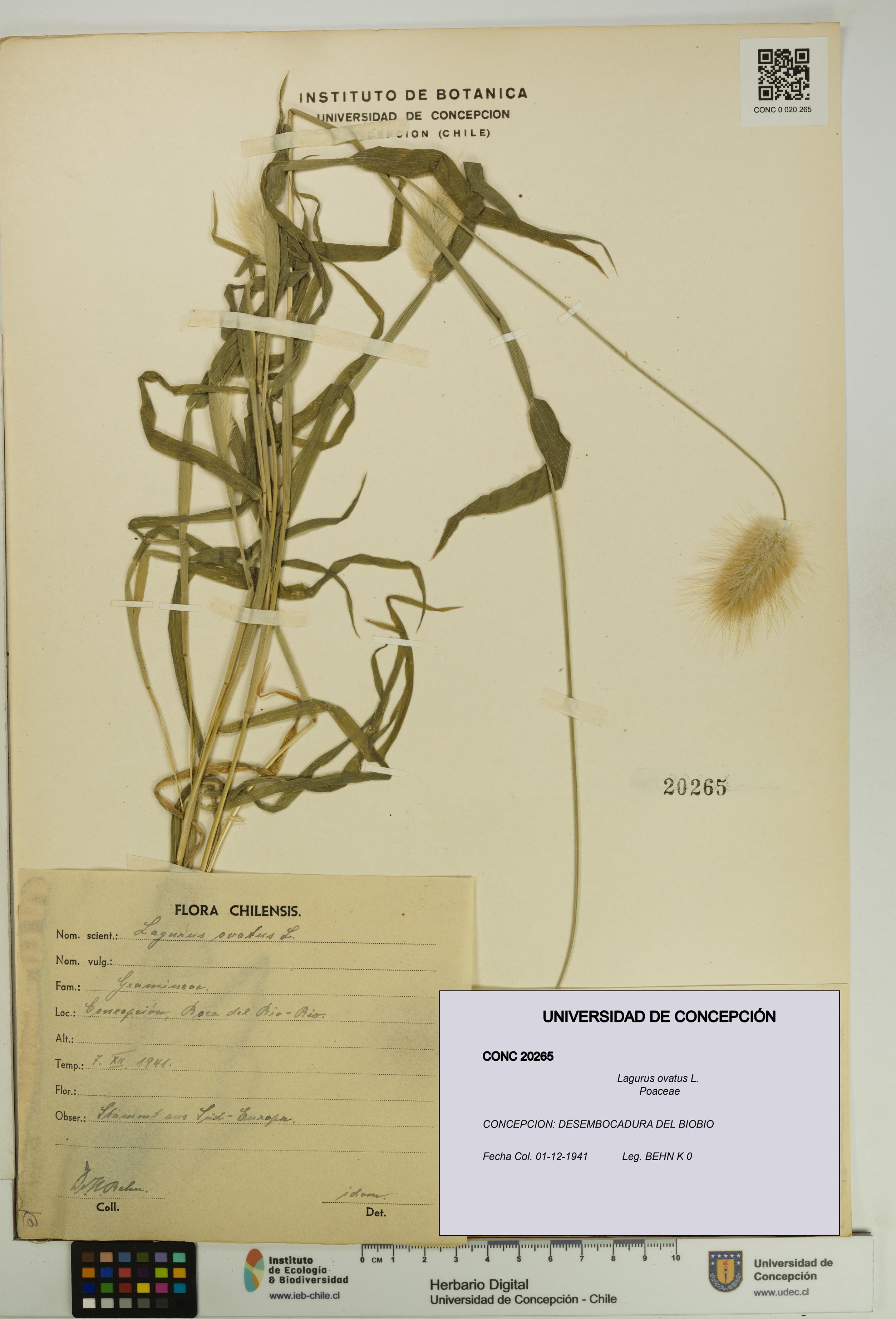 Lagurus ovatus [Espécimen: UDEC:CONC:0020265]