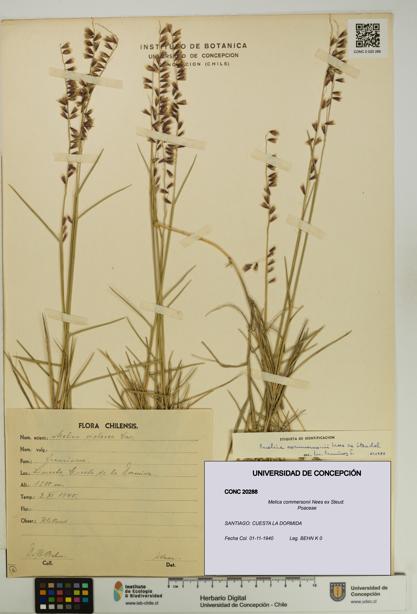 Melica commersonii [Espécimen: UDEC:CONC:0020288]