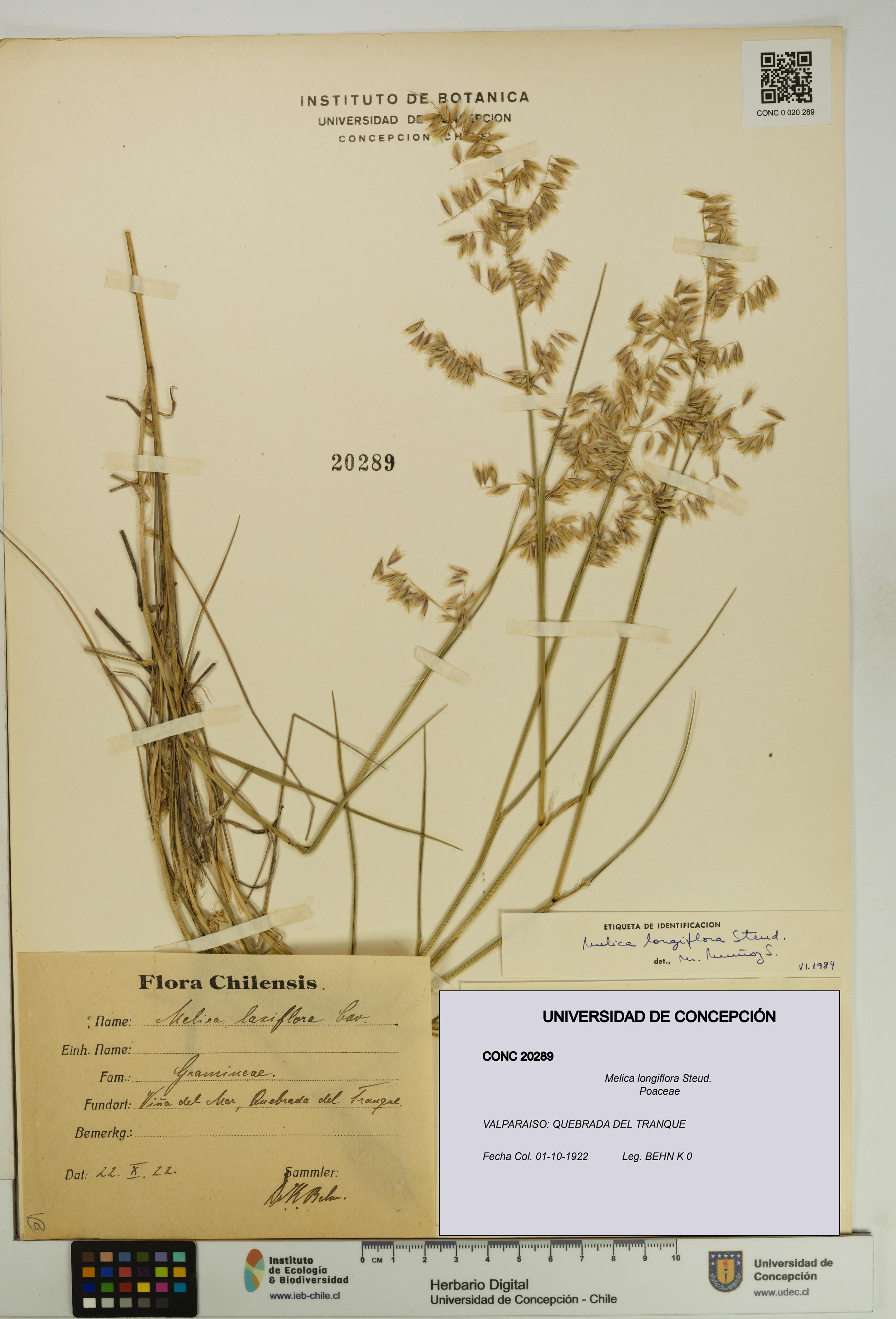 Melica longiflora [Espécimen: UDEC:CONC:0020289]